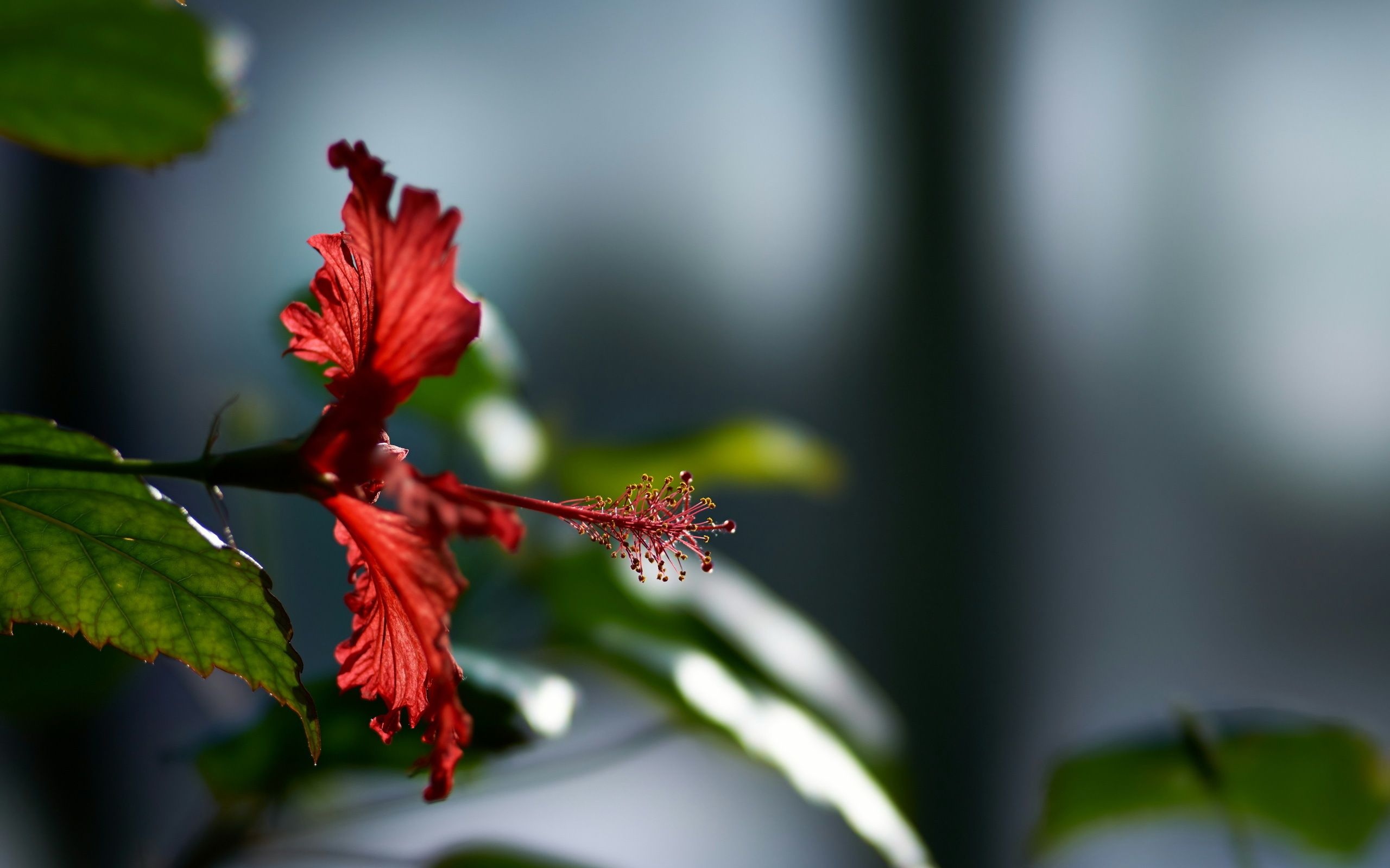 Hawaiian flower, Desktop, 2560x1600 HD Desktop
