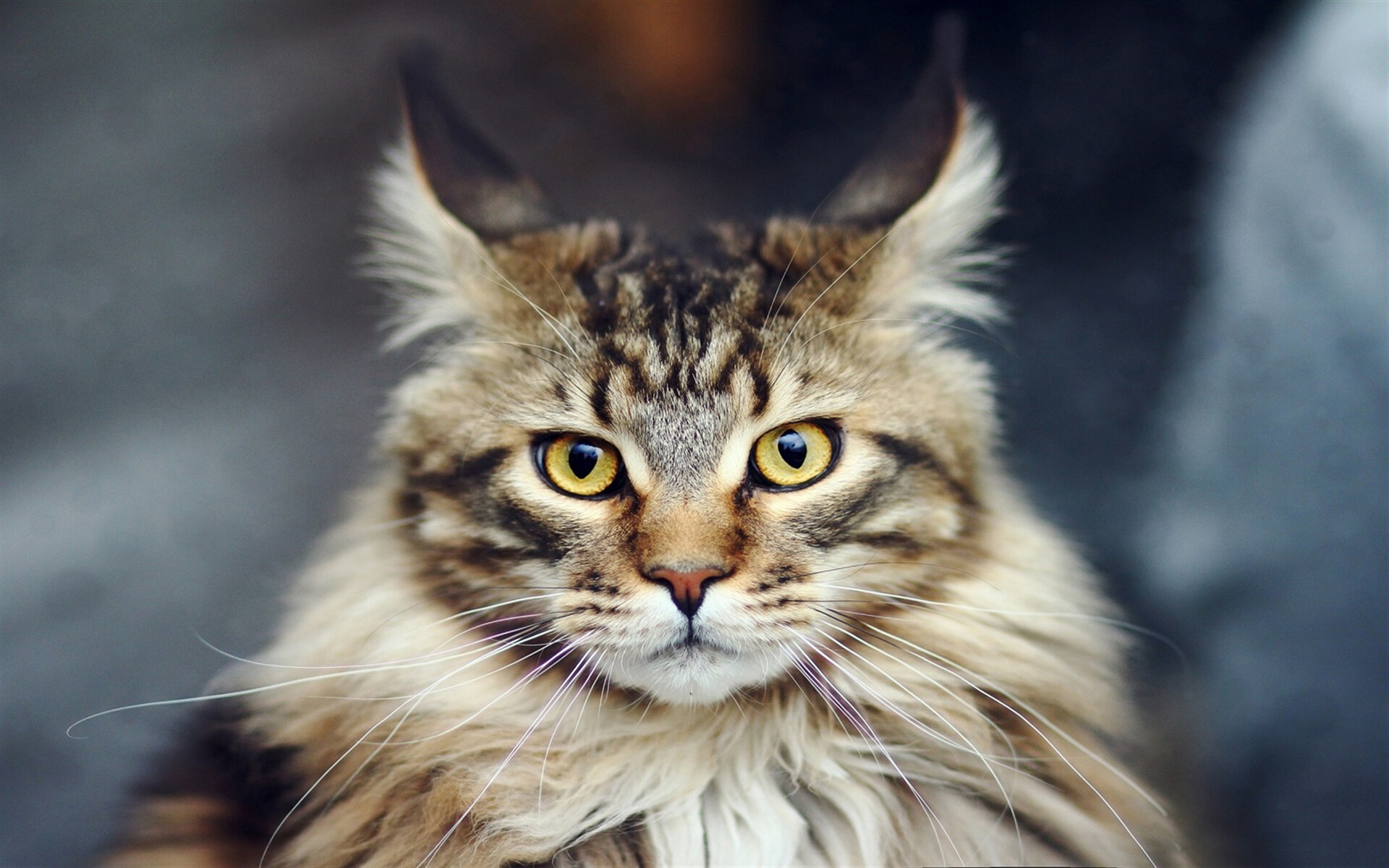 Maine Coon: The cat breed has a variety of 64 different colors and markings, Pet. 1920x1200 HD Wallpaper.