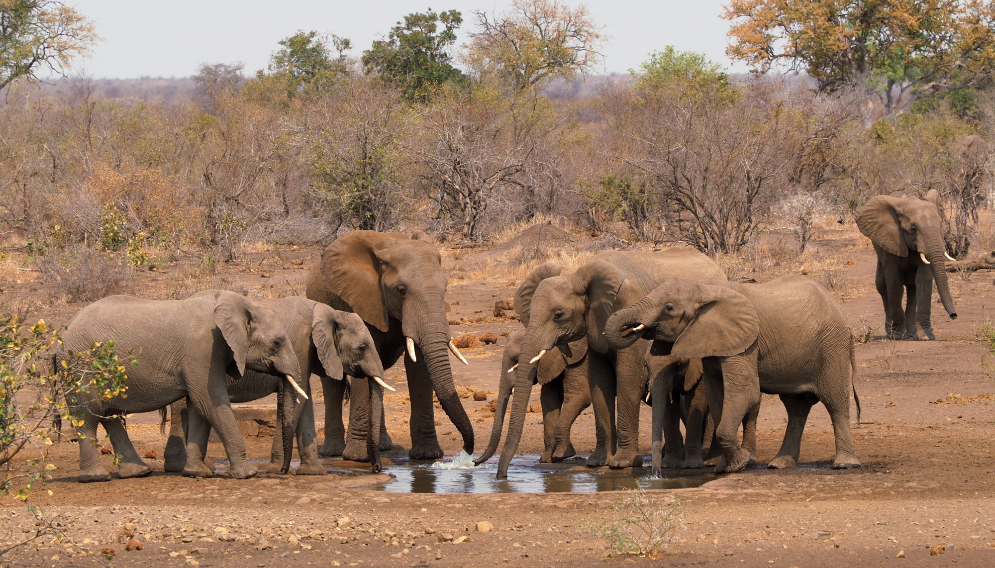 Kruger National Park, Safari tips, Perfect wildlife adventure, African beauty, 2000x1150 HD Desktop
