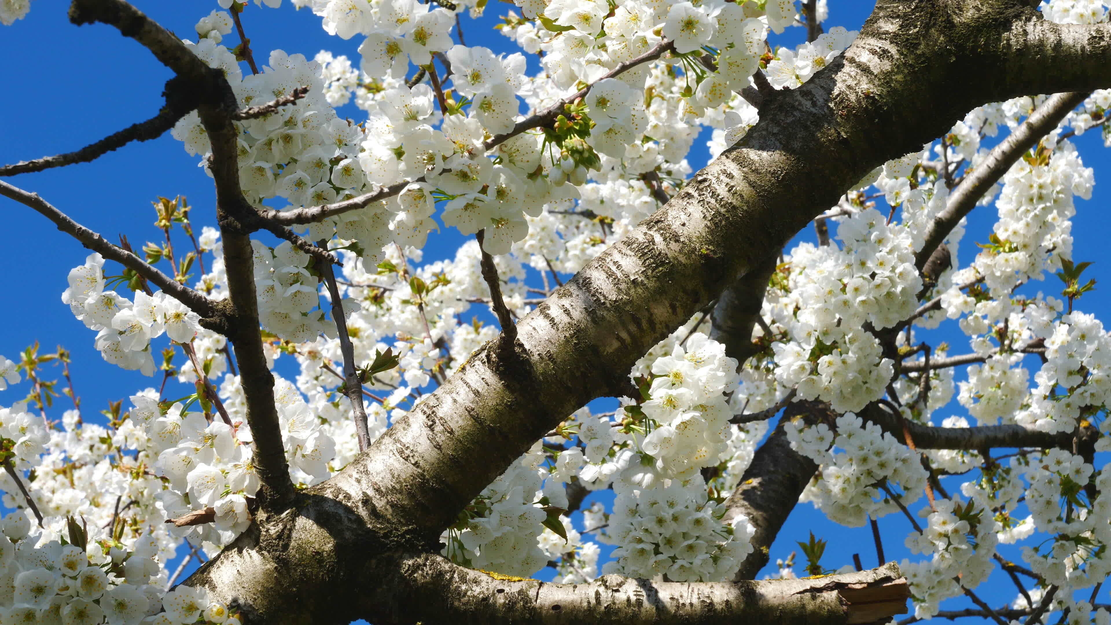 Apple tree branches, Stock video, Nature's wonder, Serene atmosphere, 3840x2160 4K Desktop