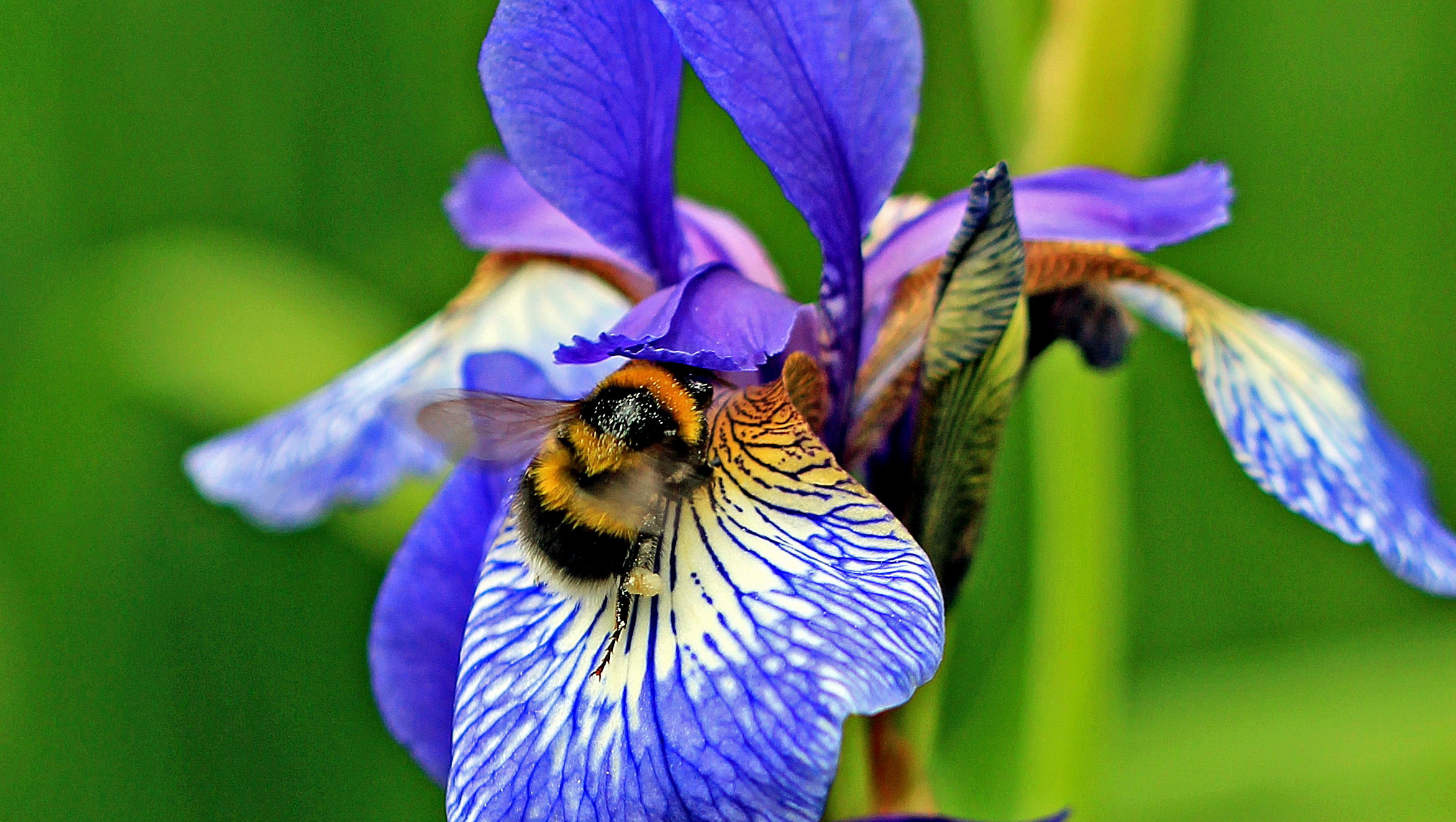 Pollinator, Iris Wallpaper, 2350x1330 HD Desktop
