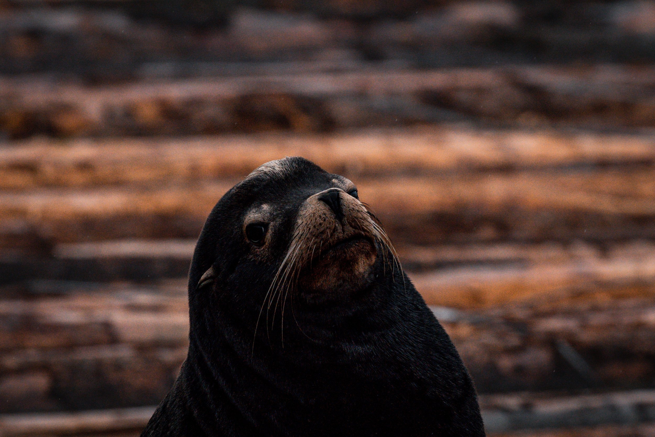 Seals and sea lions, Gulf islands experience, Vancouver Island wonder, Breathtaking marine life, 2500x1670 HD Desktop