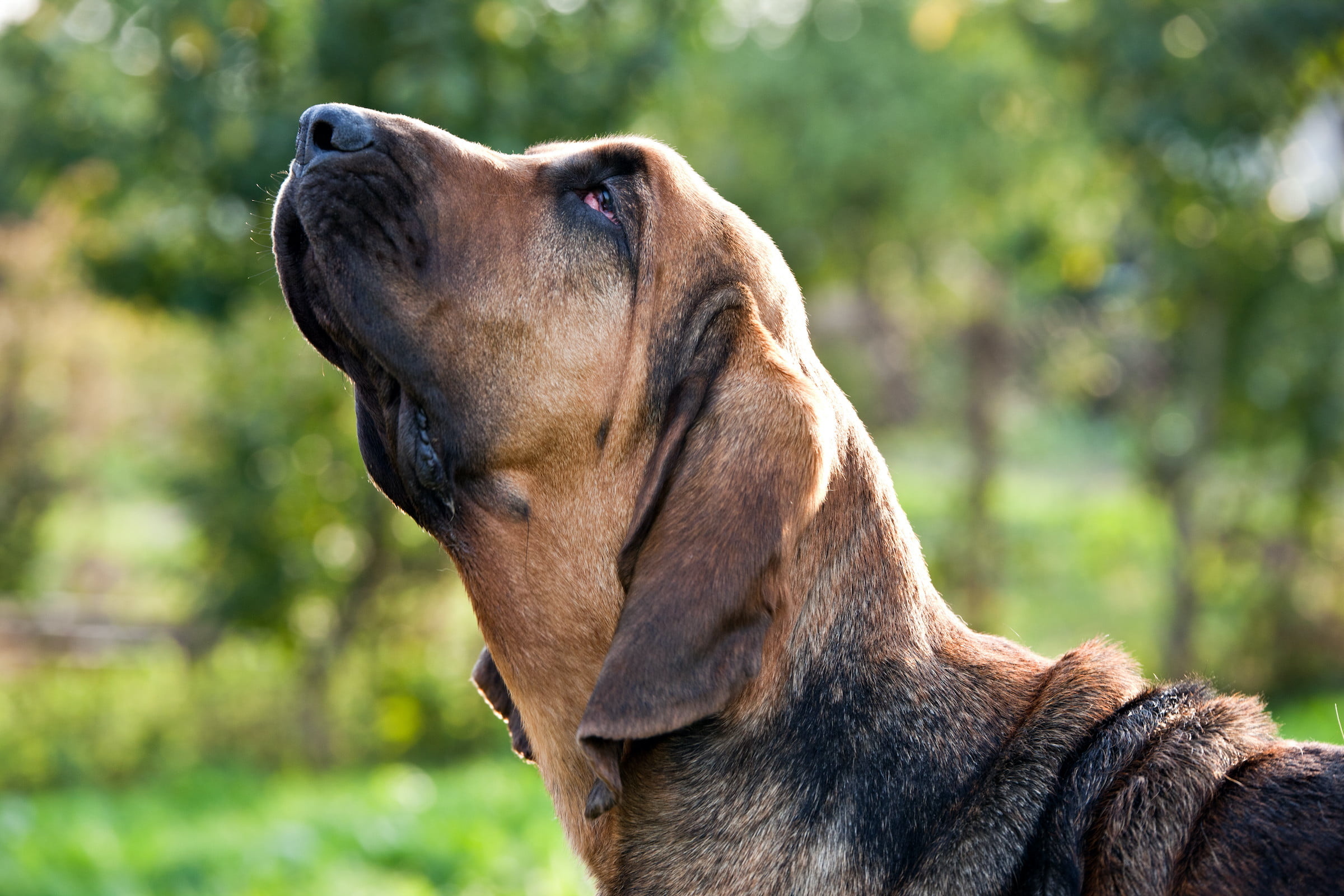 Bloodhound, Dog treats under $15, Pawtracks recommendations, Canine nutrition, 2400x1600 HD Desktop