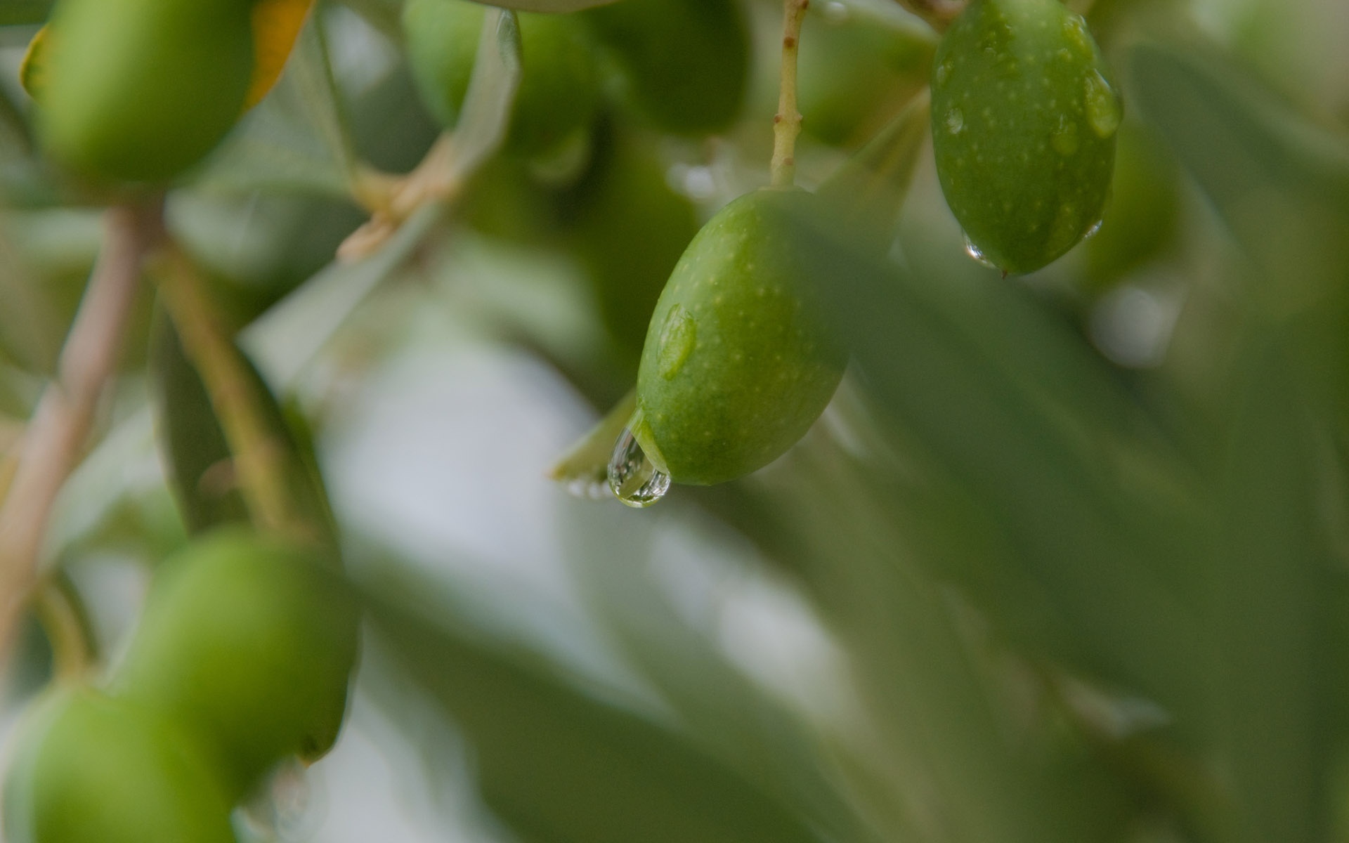 Olive: About 80% of all harvested fruits are turned into oil, Olea europaea. 1920x1200 HD Wallpaper.