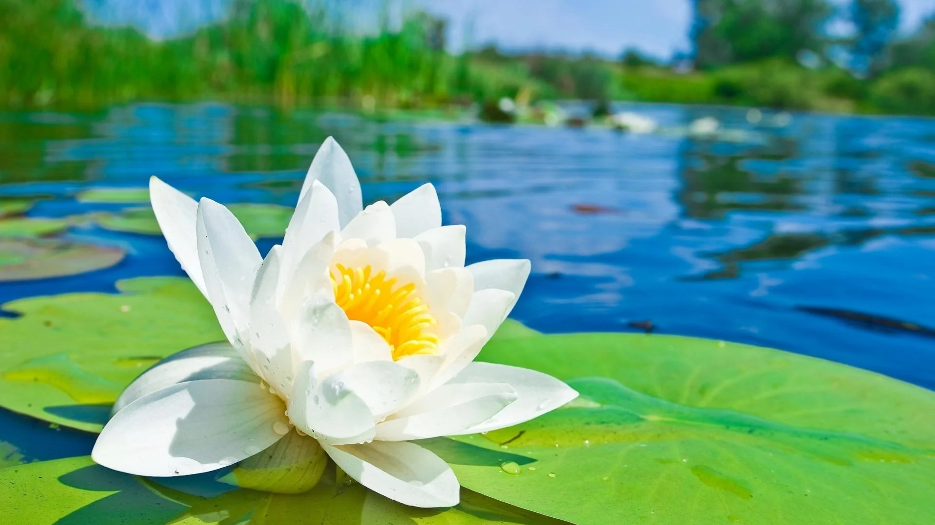 Nature, blurred background, lily pads, water lilies, 1920x1080 Full HD Desktop