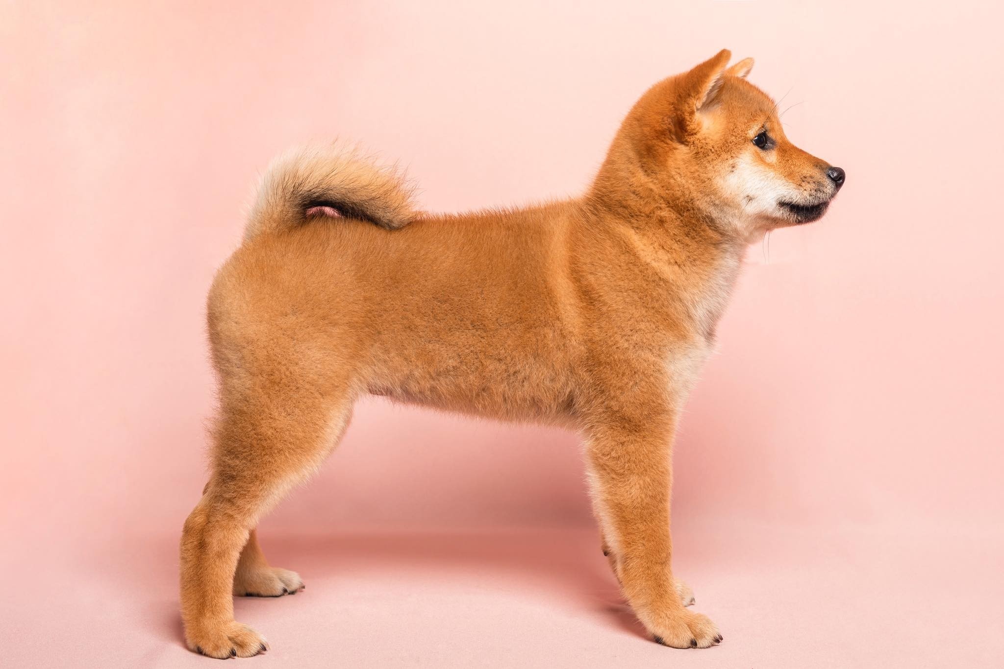 Hokkaido Dog, Shiba quebec, Shiba inu dog breeder, 2050x1370 HD Desktop