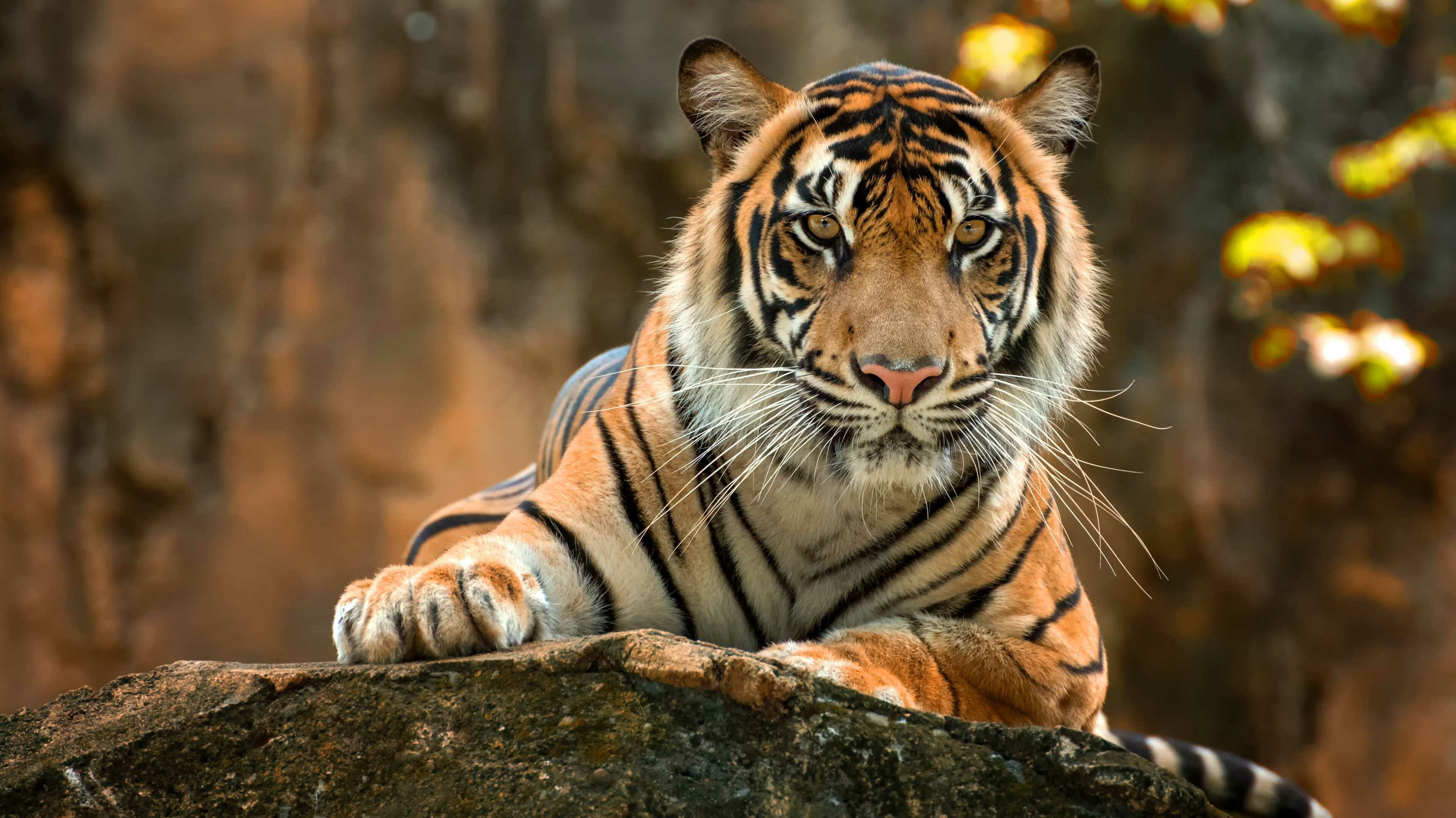 Desktop tiger excellence, Powerful wallpaper, Striking visuals, Wildlife wonder, 3840x2160 4K Desktop