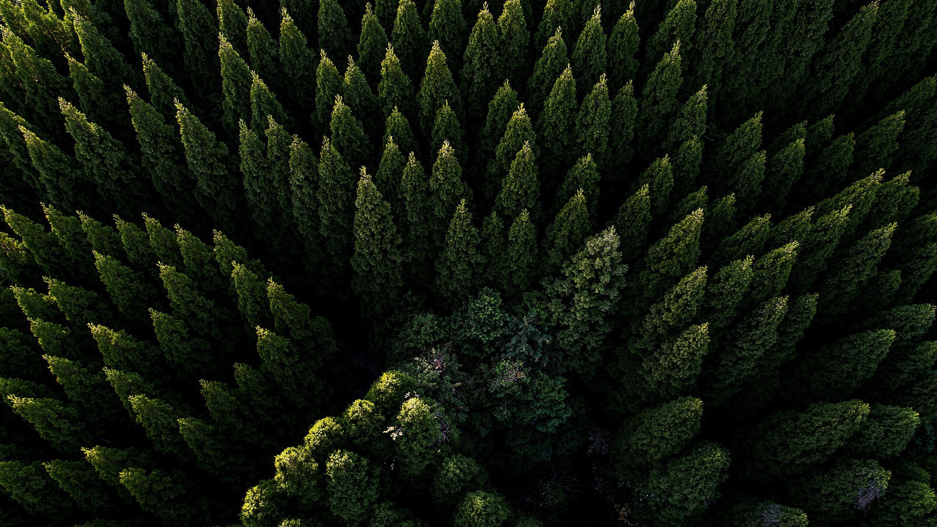 Aerial view of forest, Scenic beauty, Tranquil scenery, Nature's masterpiece, 3840x2160 4K Desktop