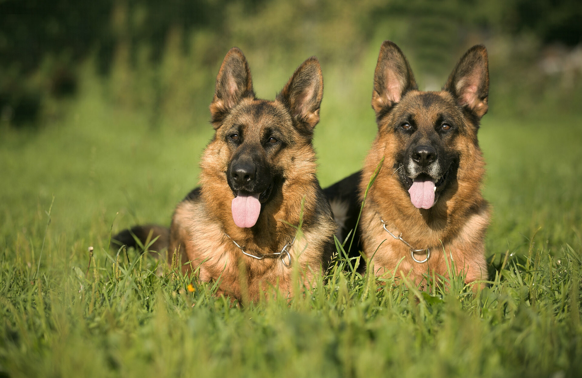 German Shepherd: The breed is used for herding and tending sheep, Dog. 1920x1250 HD Background.