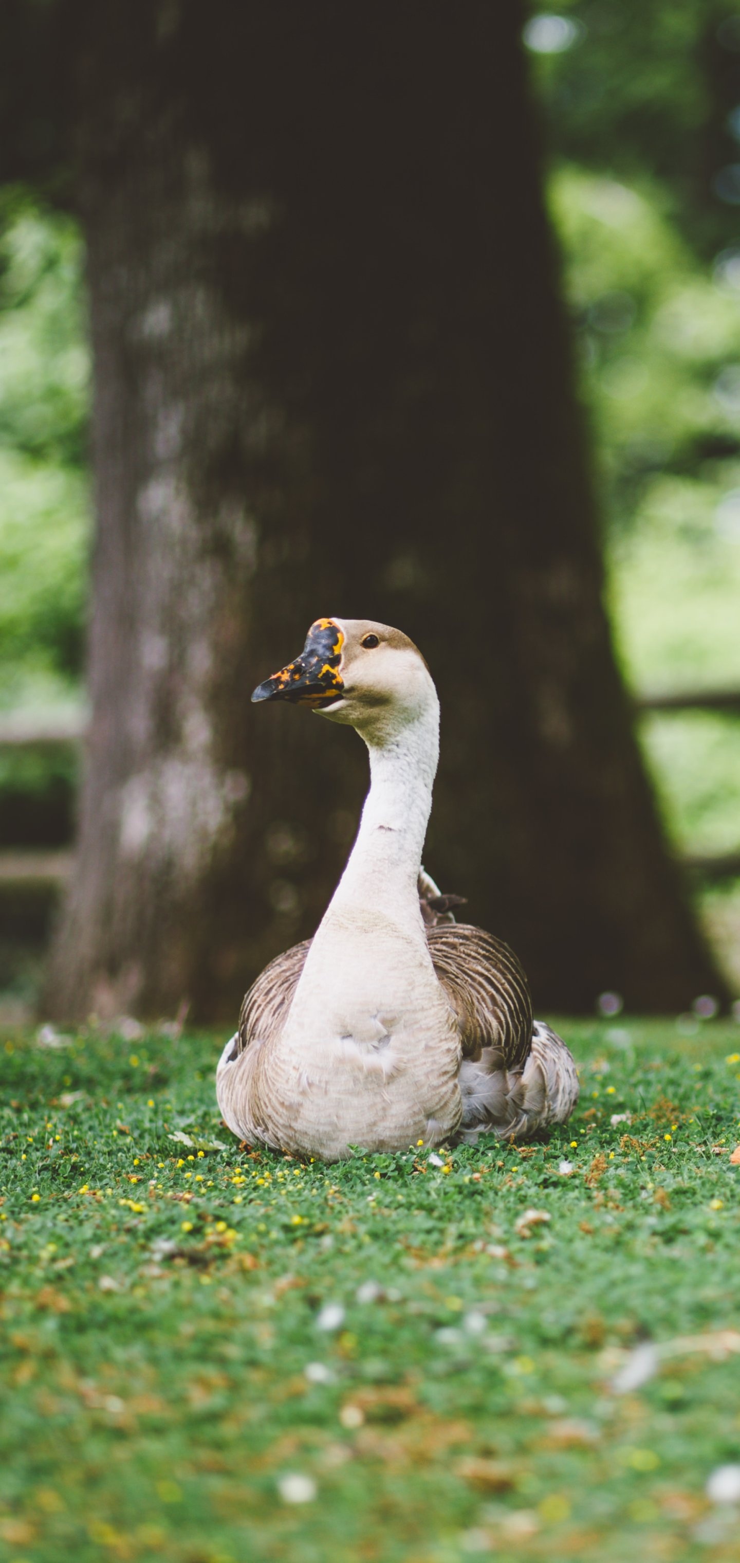 Animal goose, Wildlife photography, Bird species, Nature's beauty, 1440x3040 HD Phone