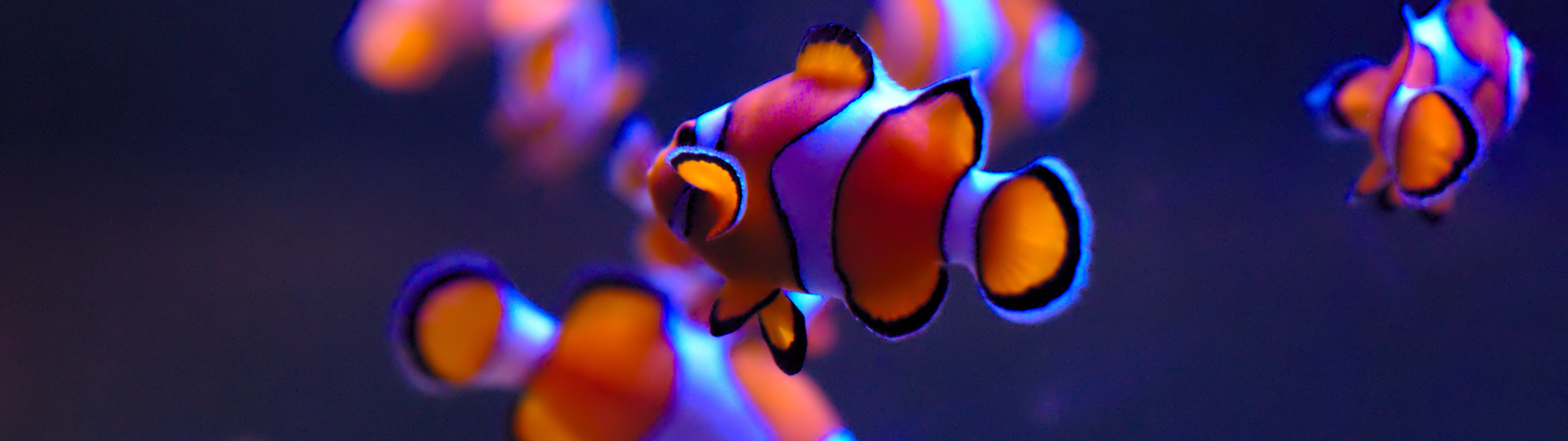 4K wallpaper, Aquarium underwater beauty, Stunning underwater animals, Clownfish wonder, 3840x1080 Dual Screen Desktop