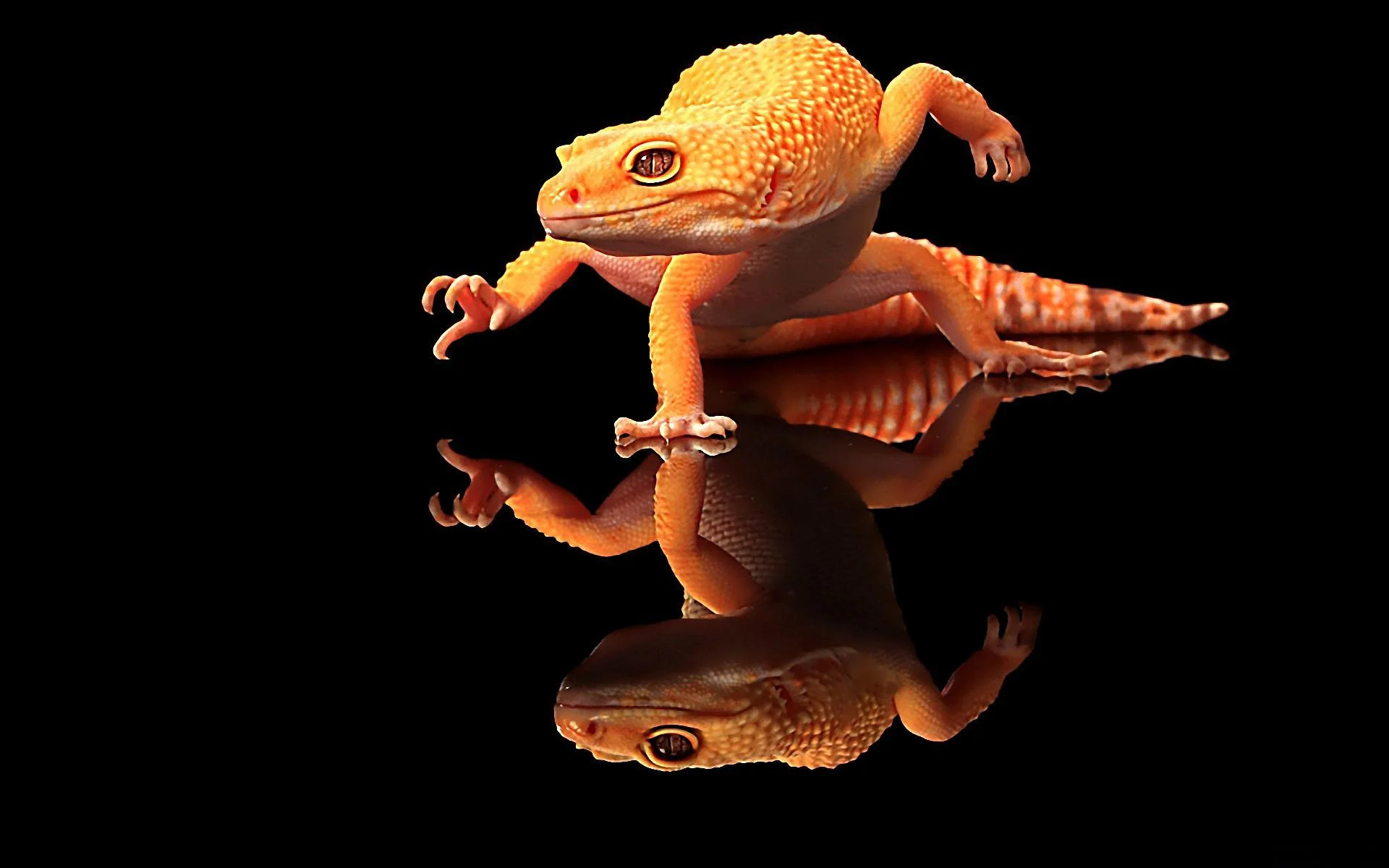 Gecko: Small to average sized lizards belonging to the family Gekkonidae which are found in warm climates throughout the world. 1920x1200 HD Background.