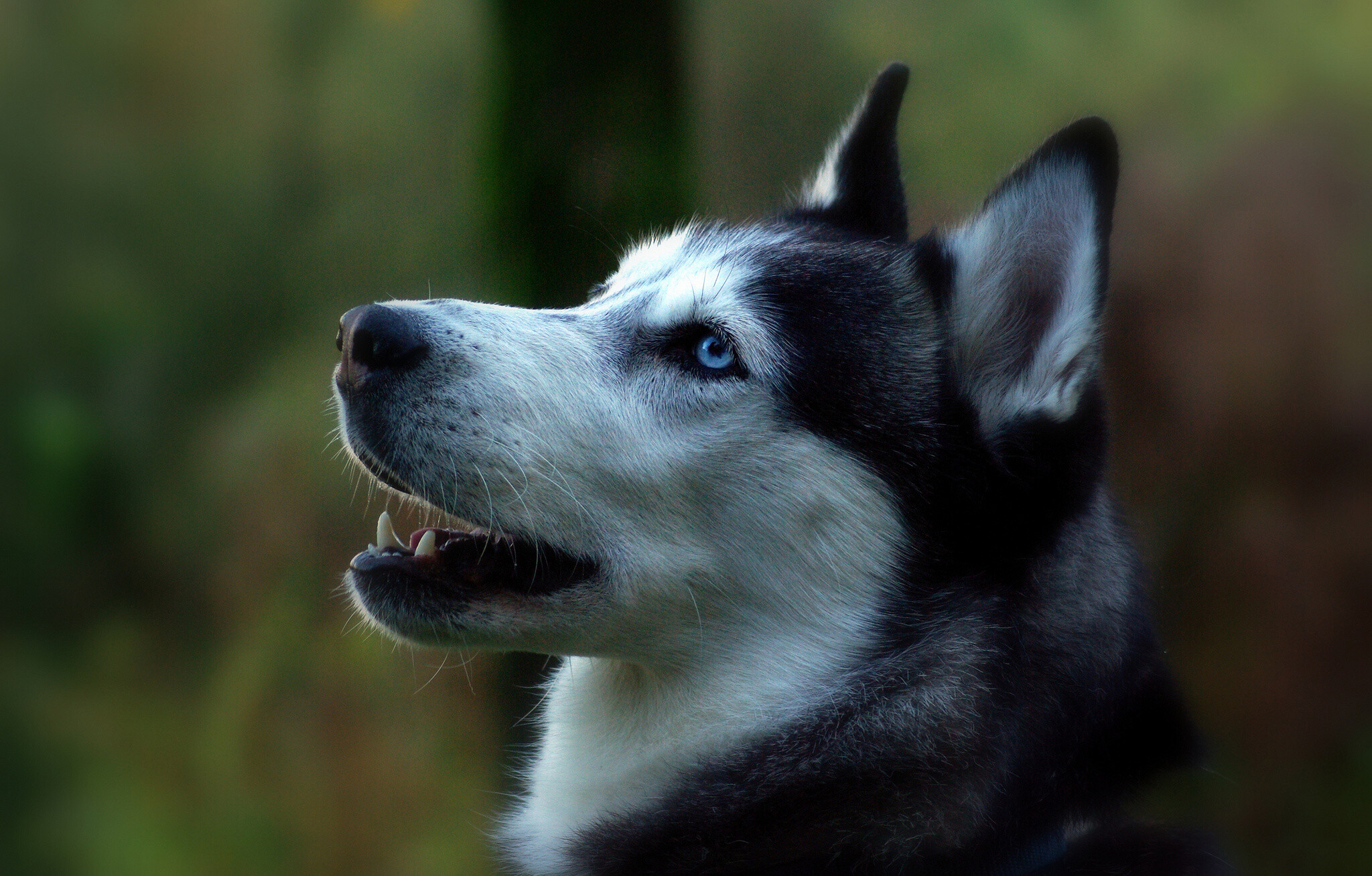 Siberian Husky, Lovely dog wallpaper, Captivating eyes, Adorable pets, 2050x1310 HD Desktop