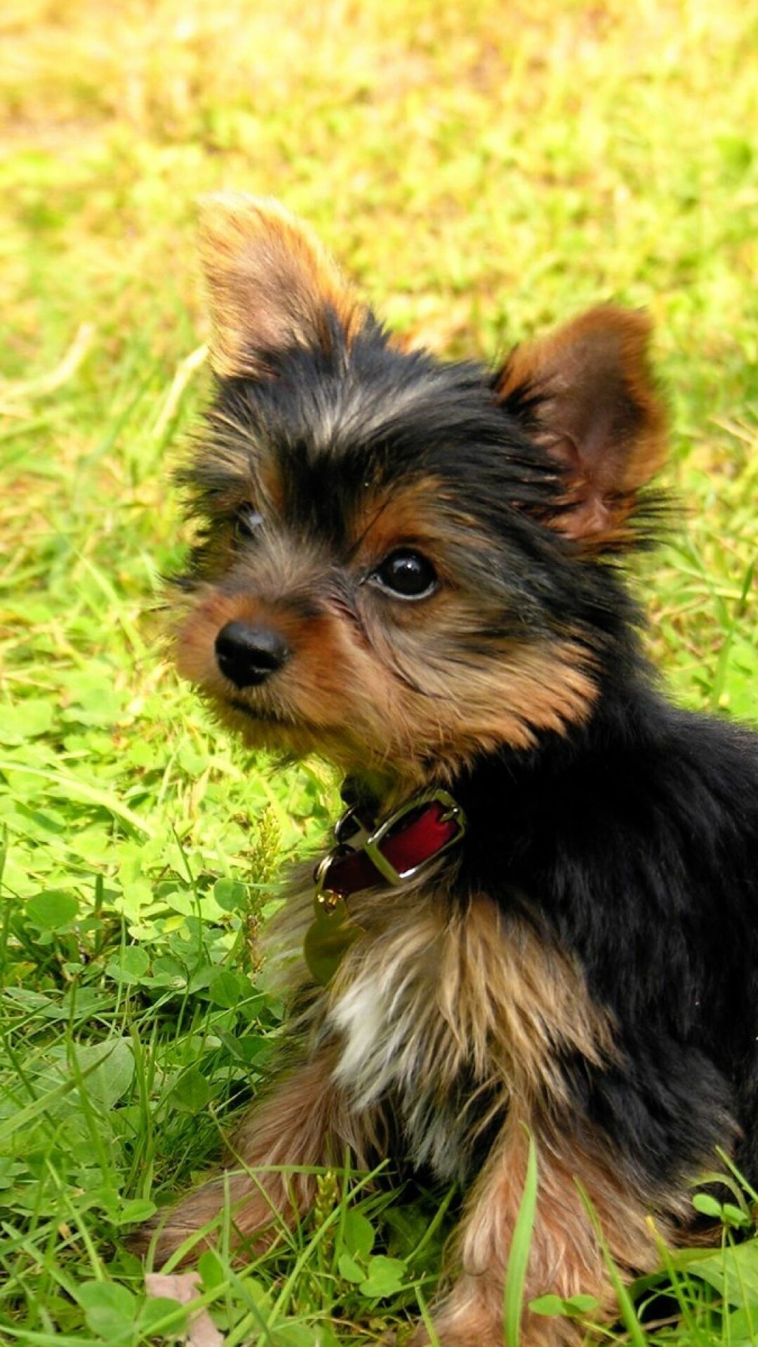 Yorkshire Terrier: Puppy, Baby dog, Grass, A spunky, smart, small dog. 1080x1920 Full HD Wallpaper.