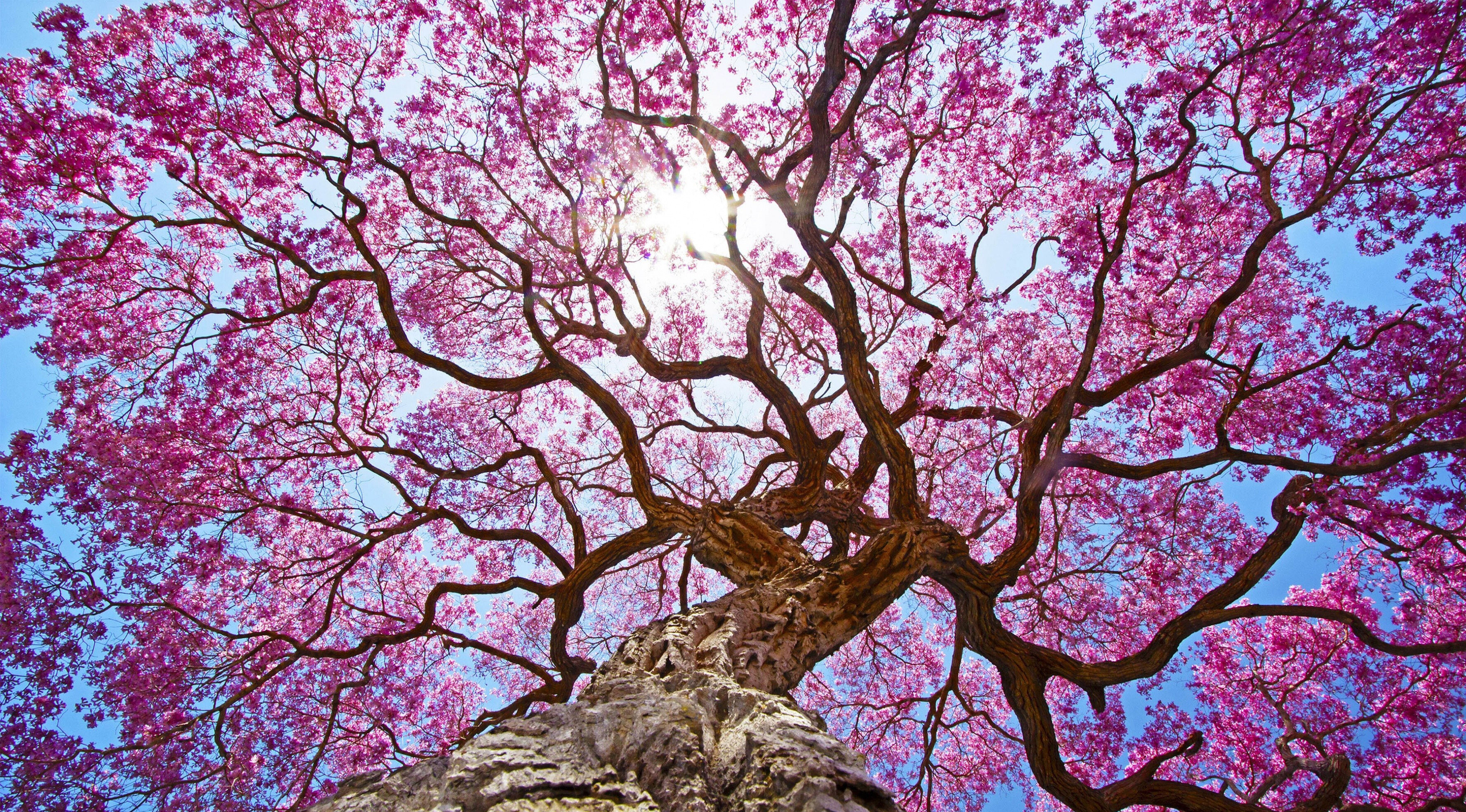Pink tree, HD resolution, Vibrant colors, Stunning imagery, 3560x1970 HD Desktop