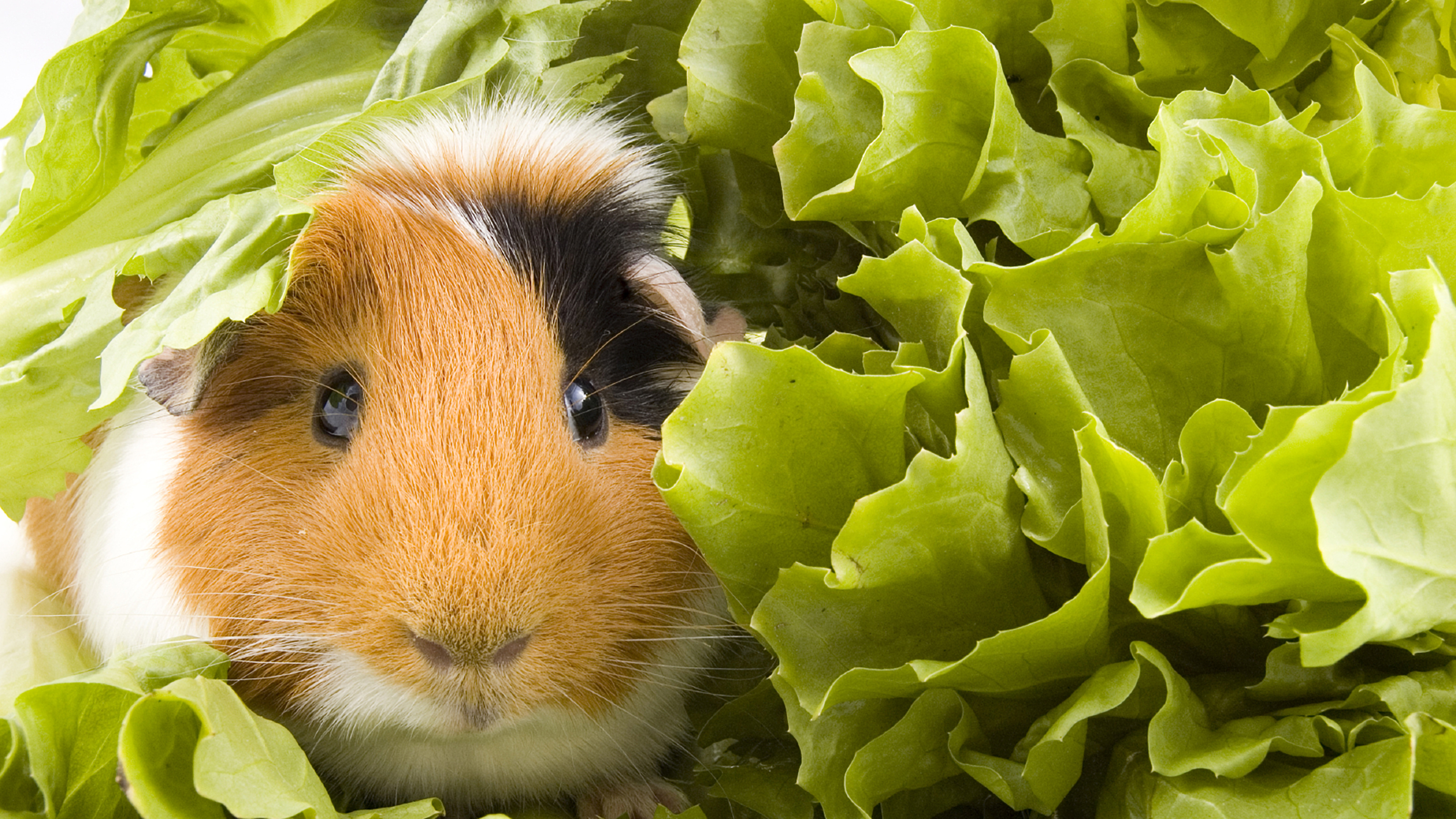 Guinea Pig, Expert advice, Caring for pigs, Happy and healthy, 3200x1800 HD Desktop