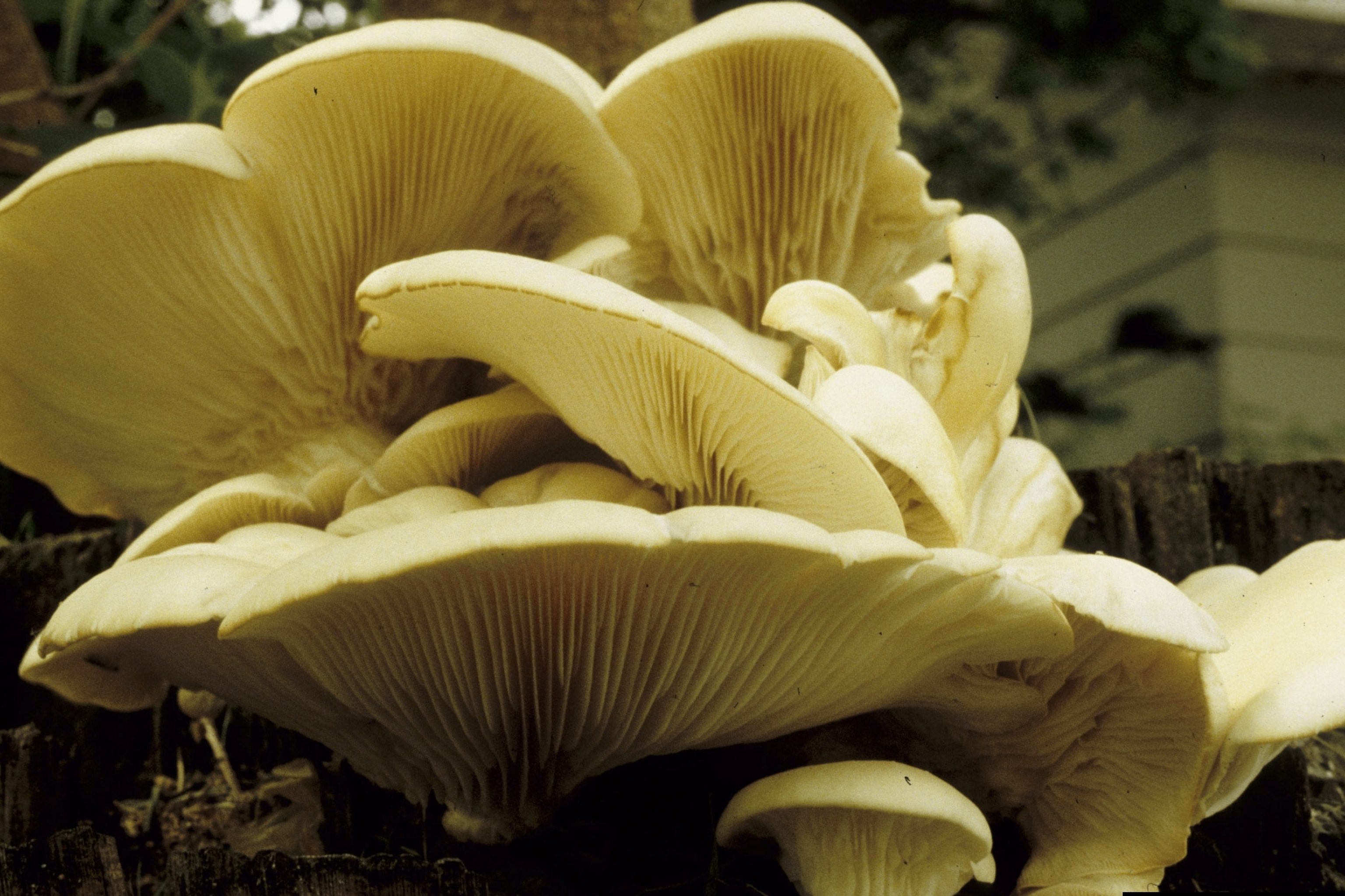 Oyster mushrooms, Pleurotus ostreatus, Edible fungus, Agaricales family, 3080x2050 HD Desktop