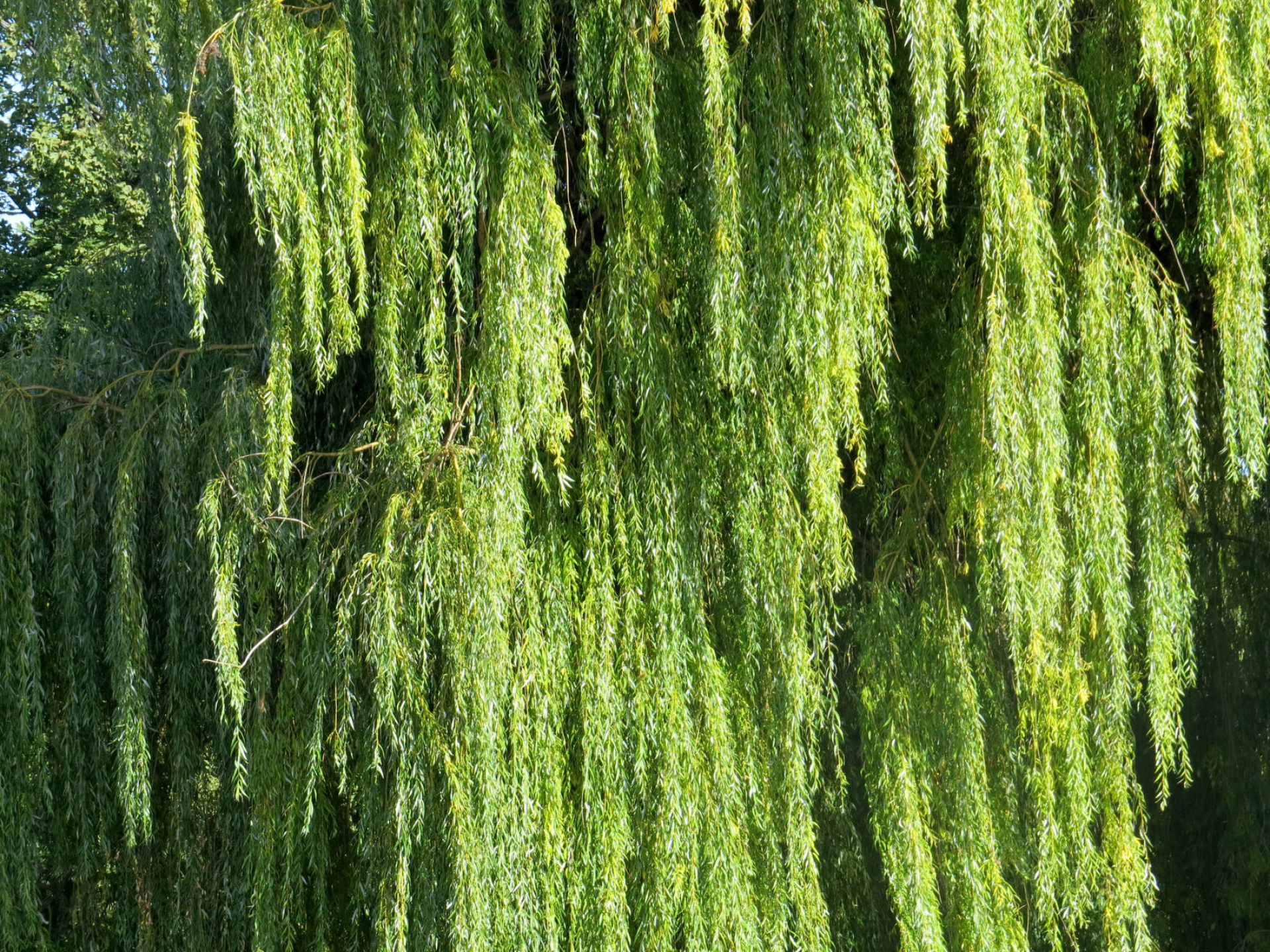 Weeping willow image, Enchanting forest, Serene beauty, Captivating atmosphere, 1920x1440 HD Desktop