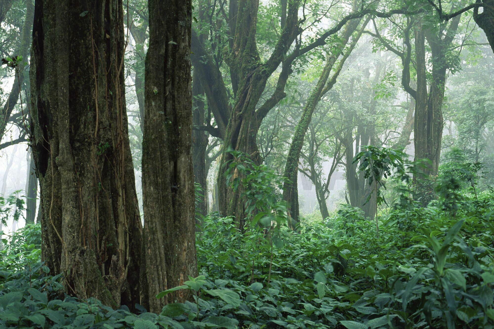 Jungle: Tropical rainforest, Forest mural, Fresh air, Green earth. 2000x1340 HD Wallpaper.