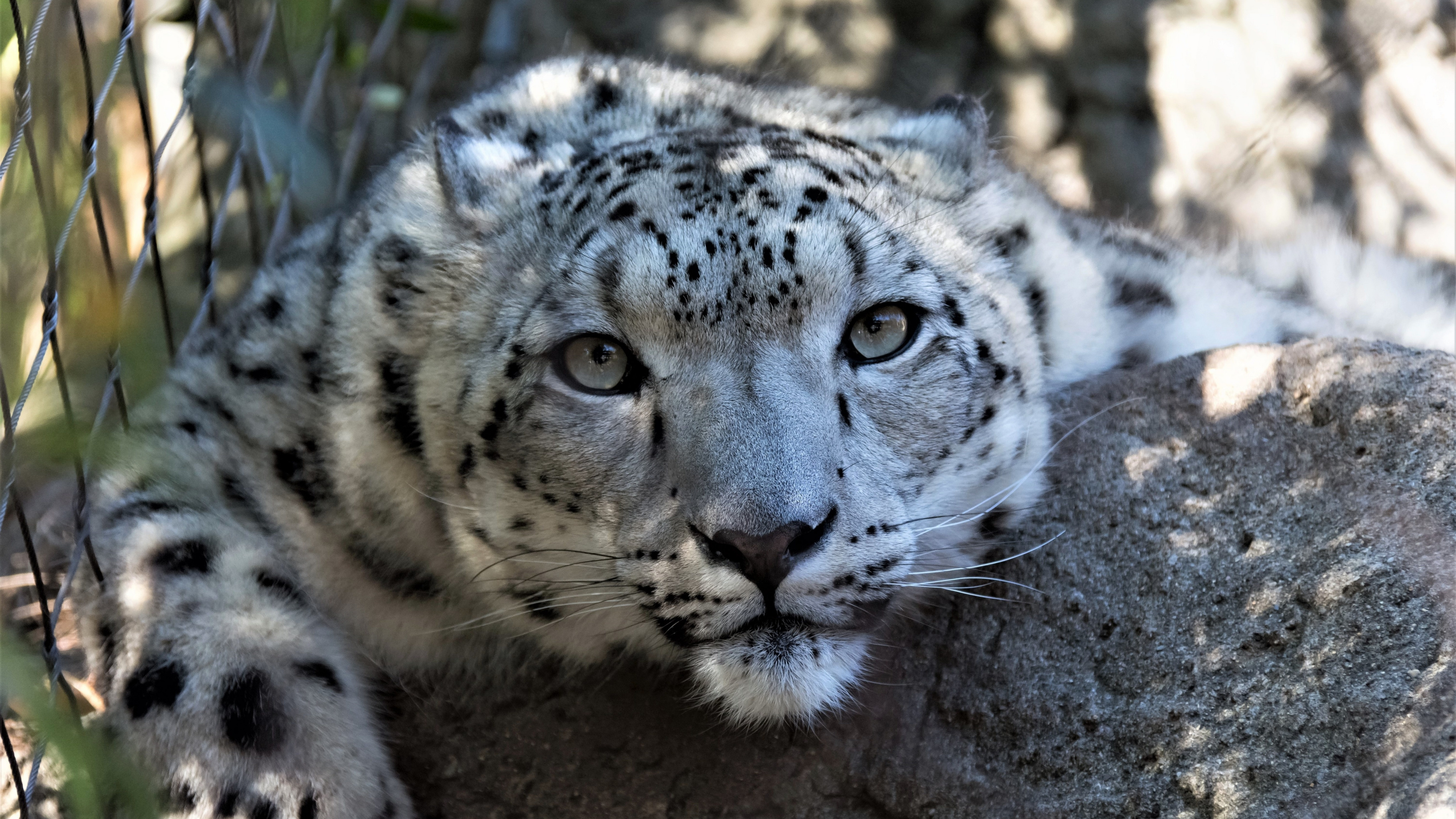 Snow leopard muzzle curious, Wildlife 4k wallpaper, Uhd wallpaper, 3840x2160 4K Desktop