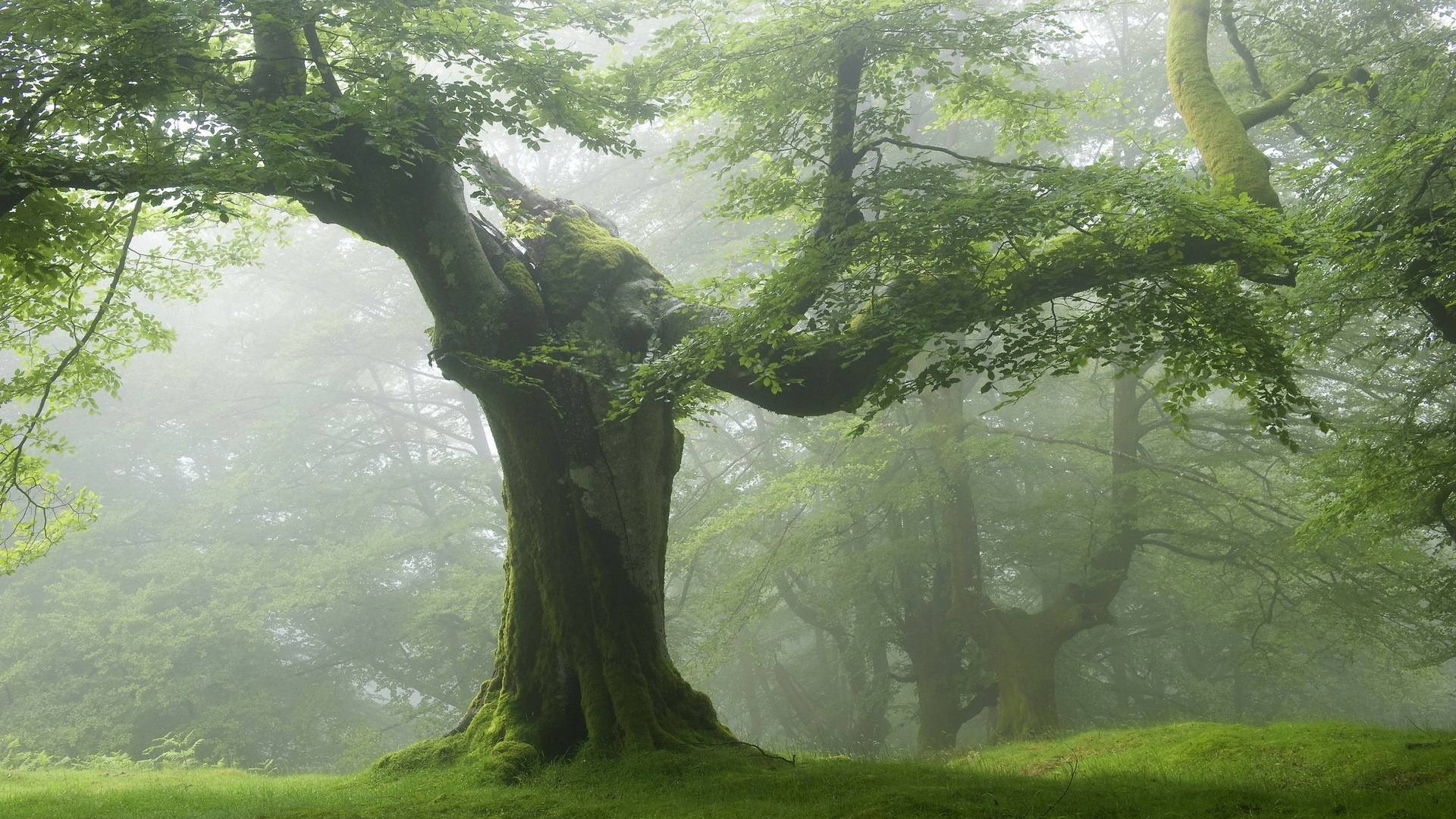 Green Forest: Old tree, Serves as a source of lumber and as recreational areas. 1920x1080 Full HD Wallpaper.