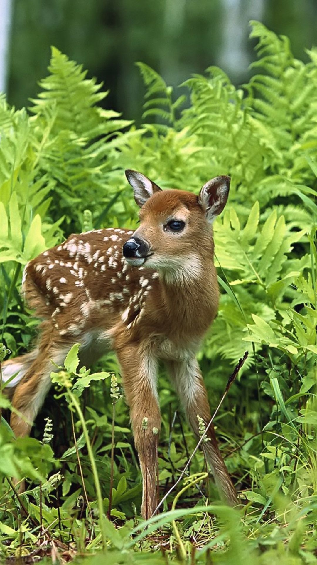 Baby Animal, Cute deer wallpaper, Forest animals, Wild beauty, 1080x1920 Full HD Phone