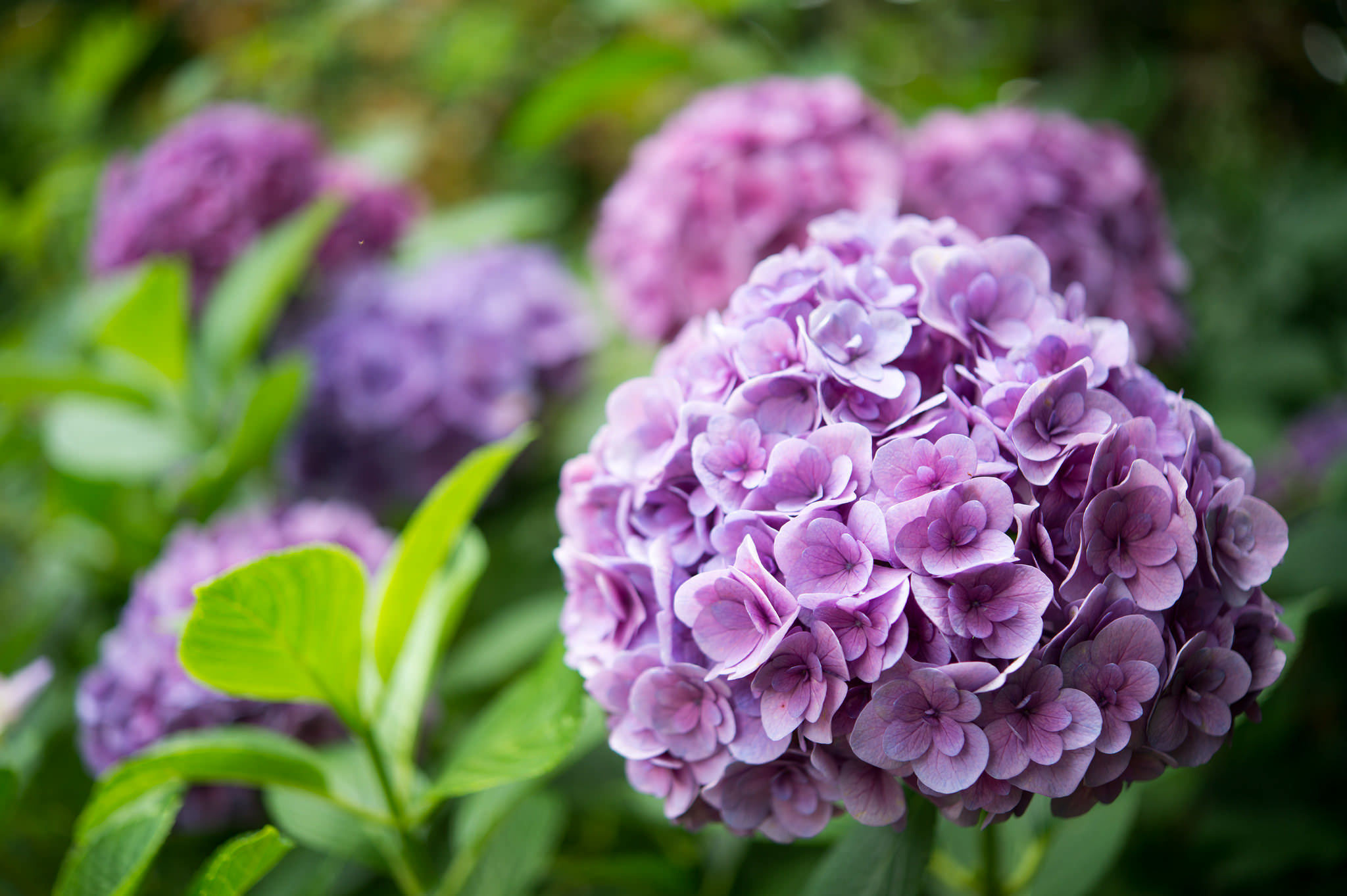 Close-up hydrangea flower, Purple beauty, Nature's wonder, Floral elegance, 2050x1370 HD Desktop