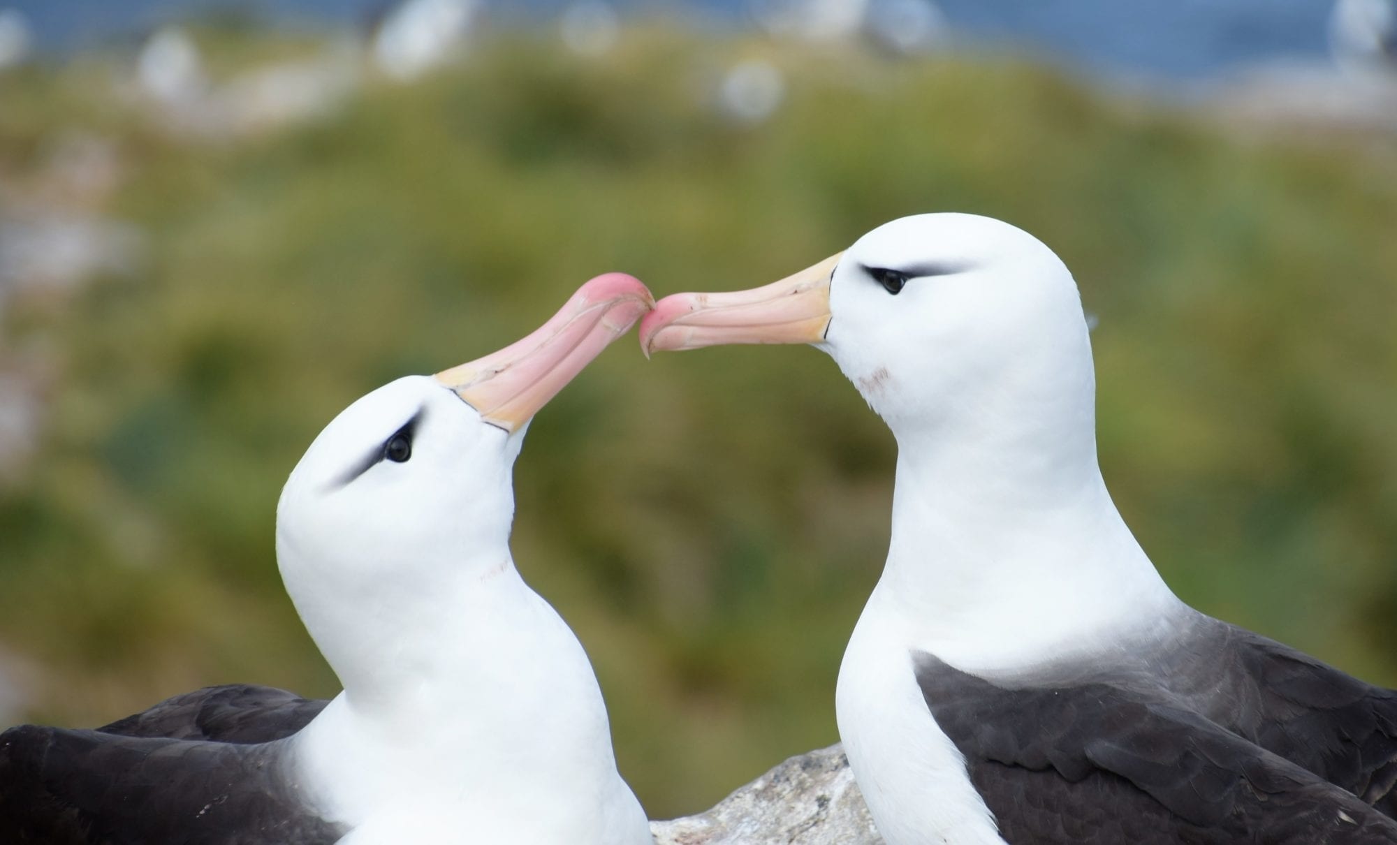 Saunders Island's albatross, Remote wildlife haven, Extraordinary bird sightings, Pristine ecosystem, 2000x1210 HD Desktop