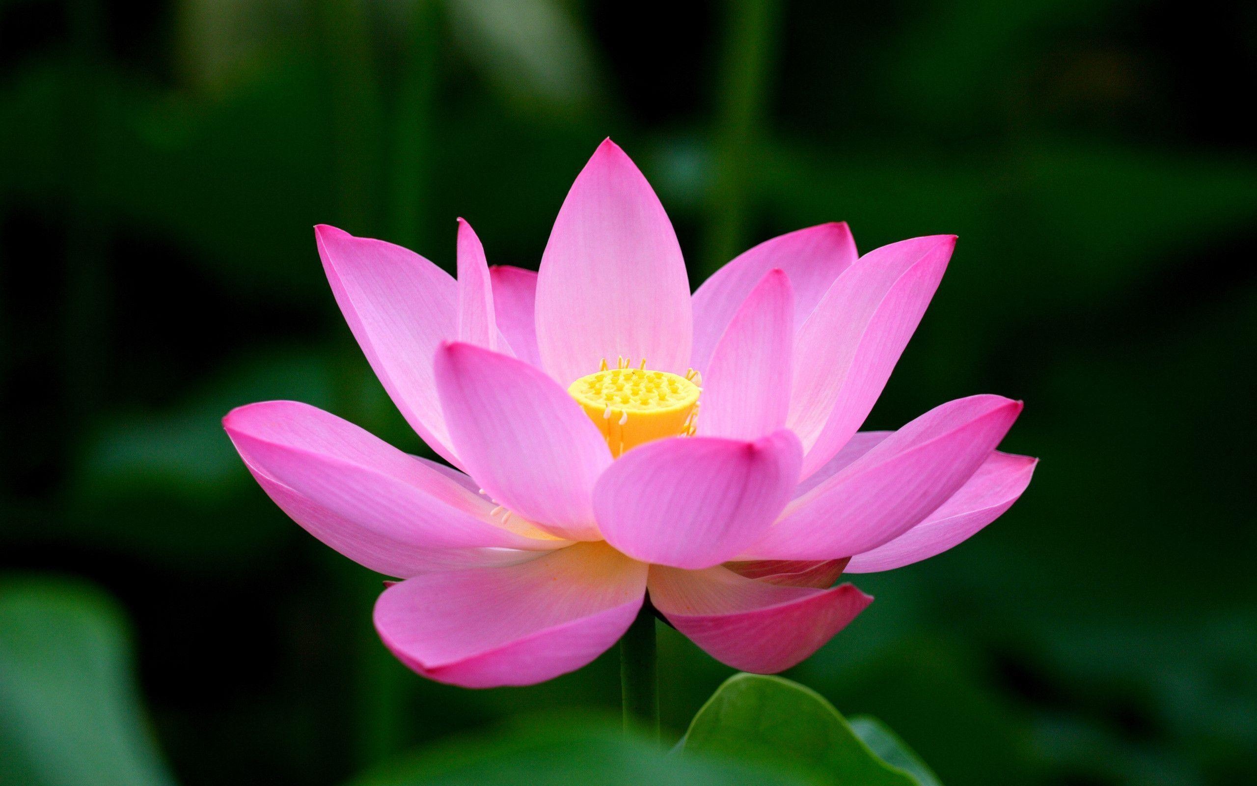 Lotus flower garden, Nature's beauty, Peaceful ambiance, Tranquil surroundings, 2560x1600 HD Desktop