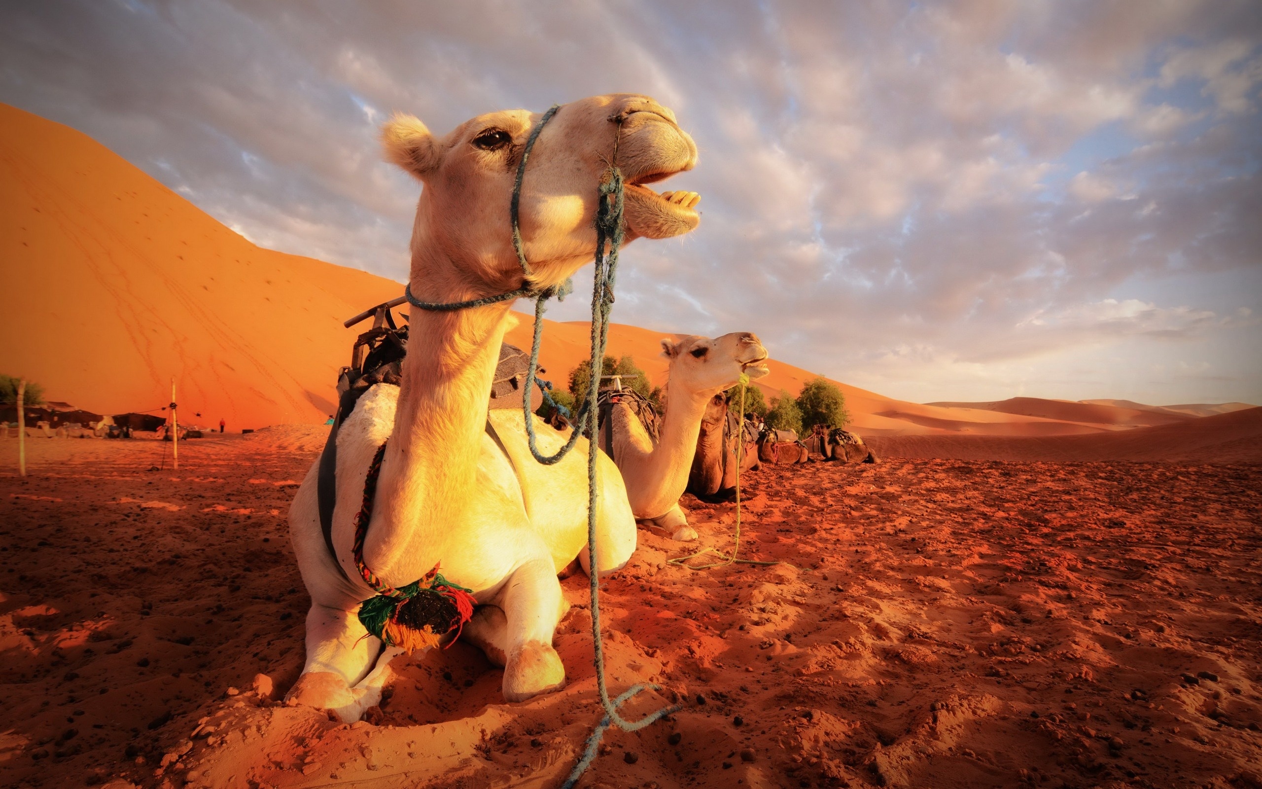 Egyptian camels, Desert sunset, Hiking adventure, High-quality wallpapers, 2560x1600 HD Desktop