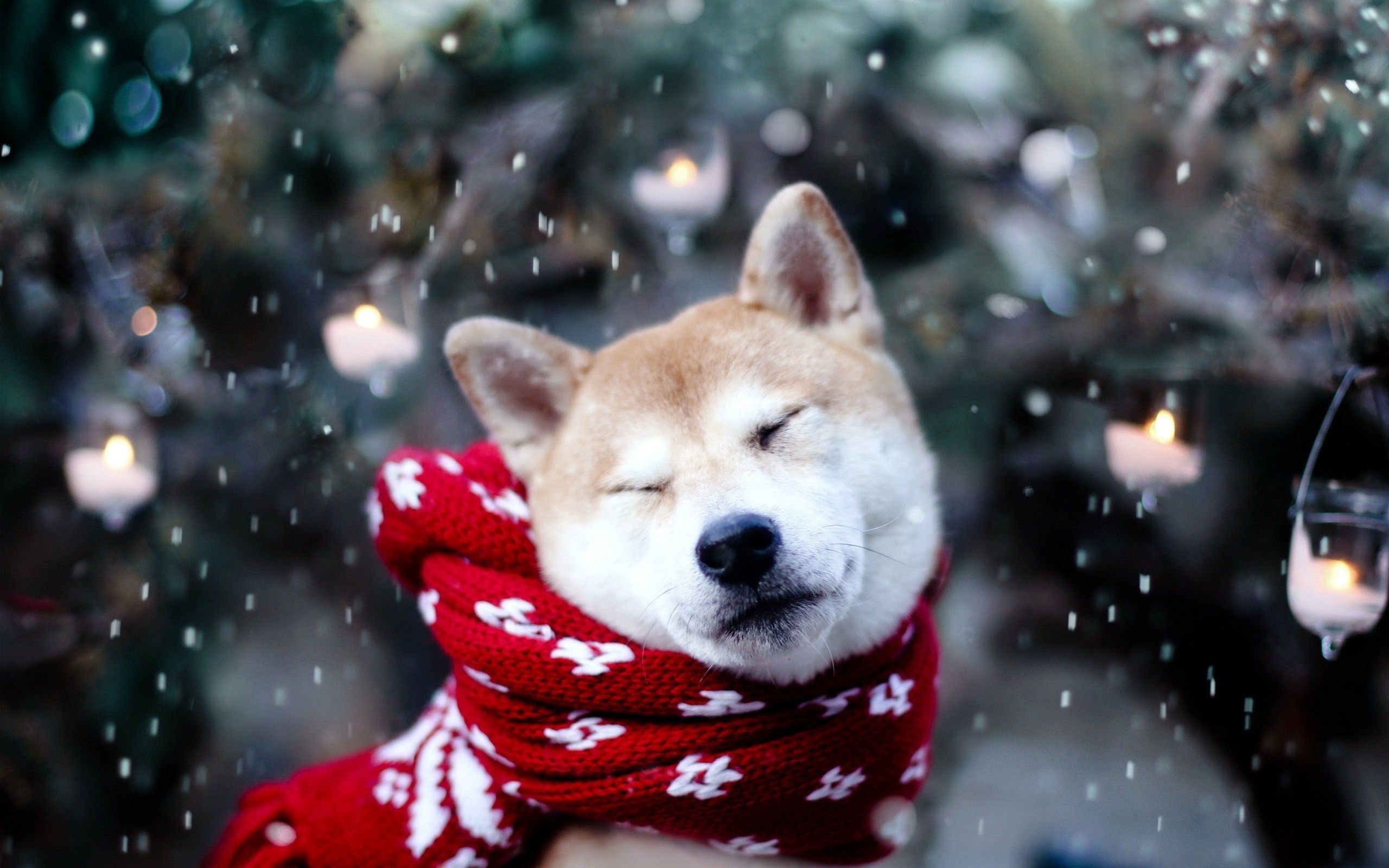 Snow dog wallpapers, Wintry scenes, Charming dogs, Snowy landscapes, 2560x1600 HD Desktop