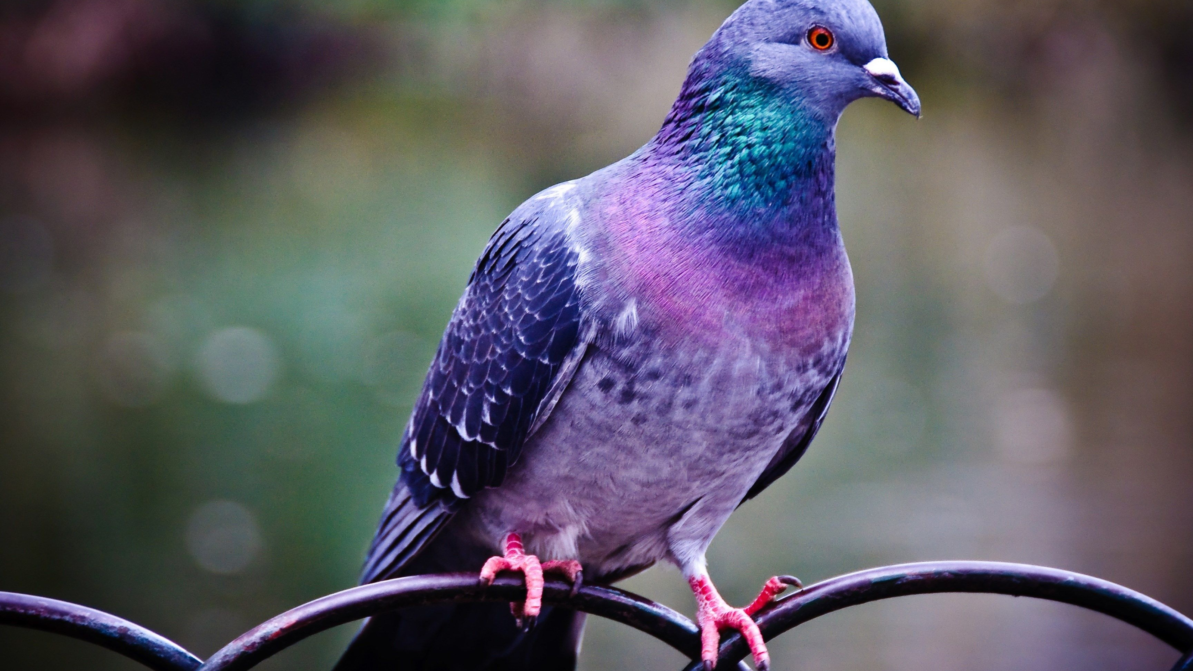 Pigeon: The Columbidae family contains 344 species divided into 50 genera. 3840x2160 4K Wallpaper.
