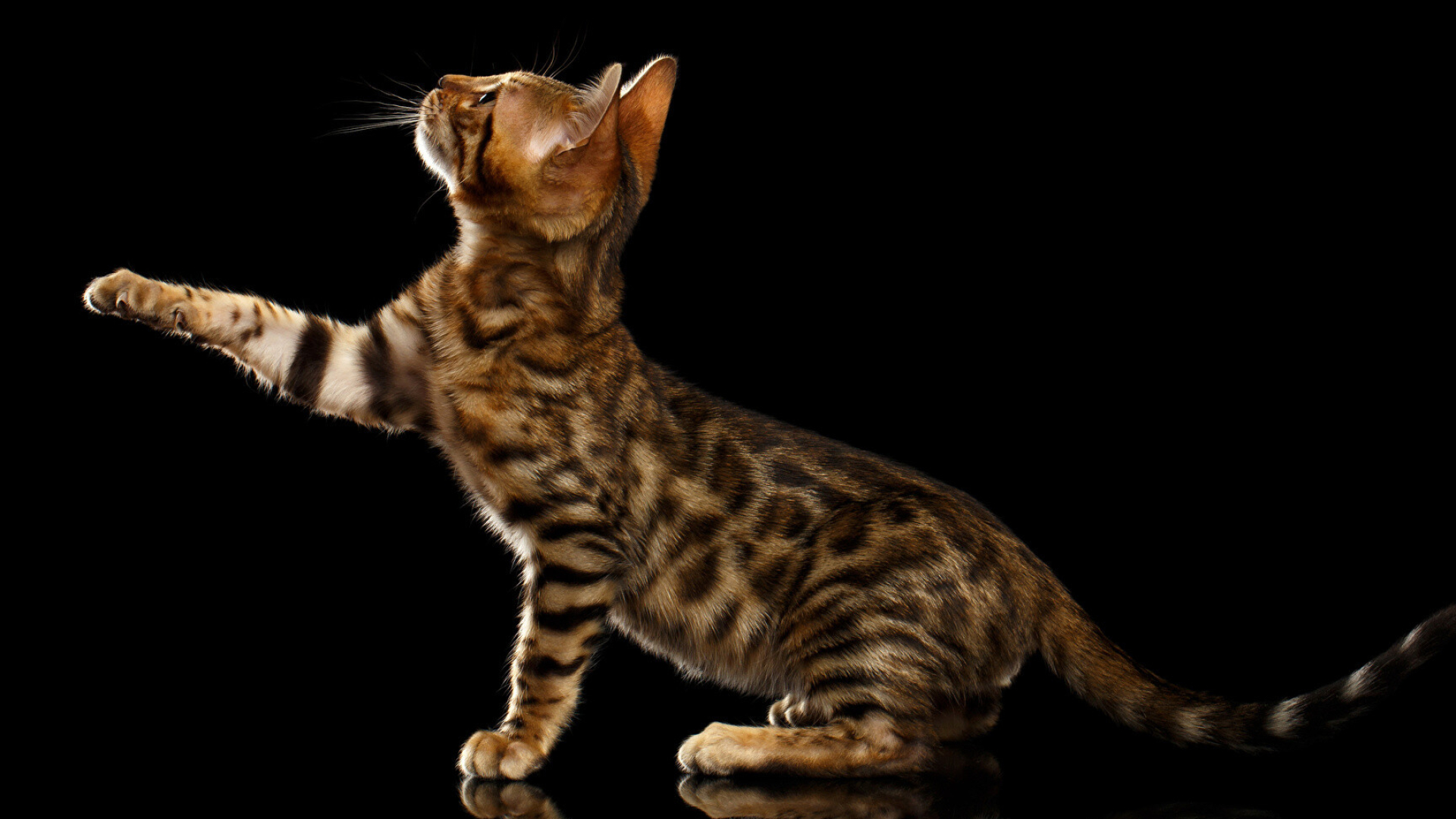 Bengal Cat: Bengals can be taught tricks and even how to walk on a leash for outdoor adventures. 1920x1080 Full HD Background.