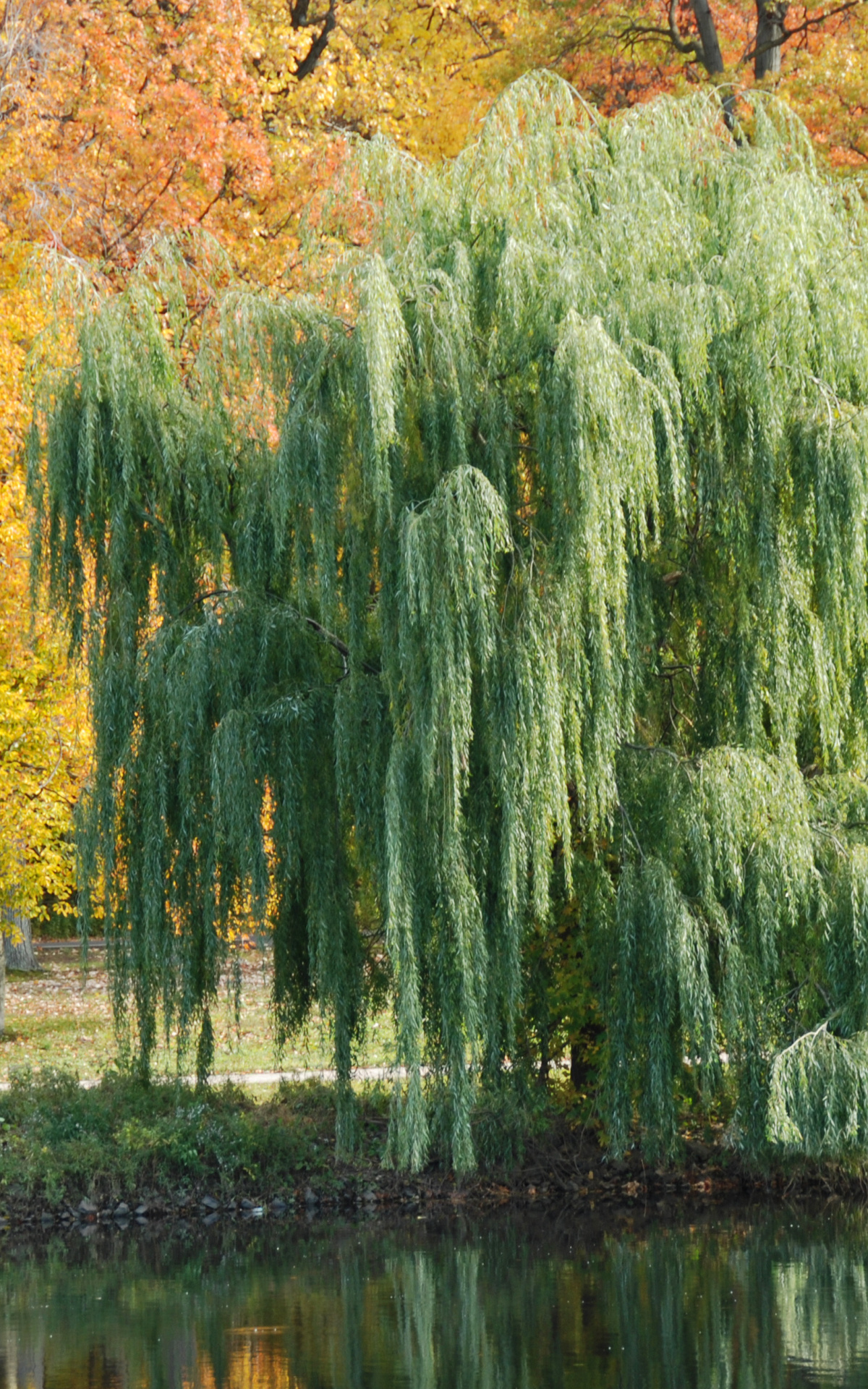 Weeping willow tree drawings, Nature's inspiration, Delicate branches, Serene beauty, 1200x1920 HD Phone