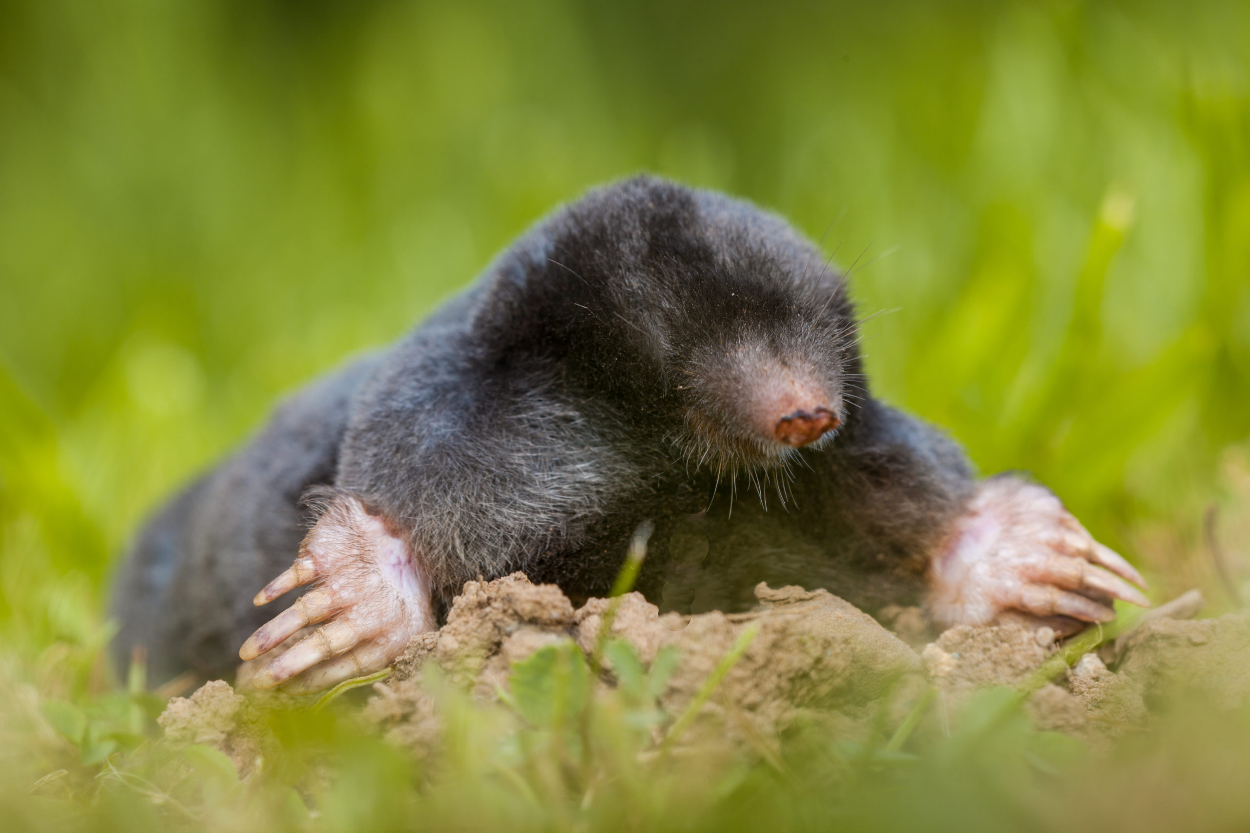 Mole, Removal best way, Animal removal, Protect, 2560x1710 HD Desktop