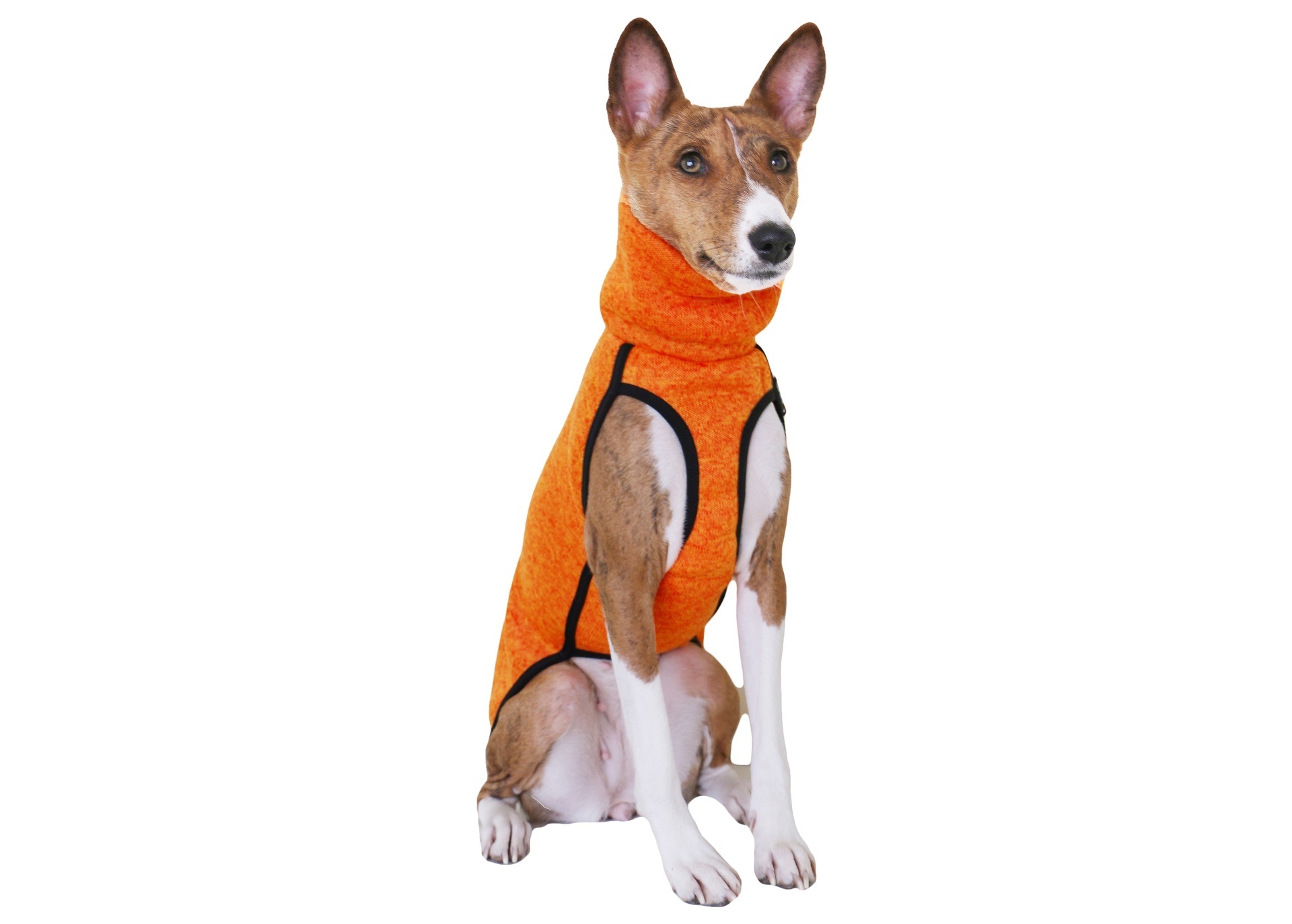Basenji Dog, Like a fox, Stylish clothes, Unique and trendy, 1920x1380 HD Desktop