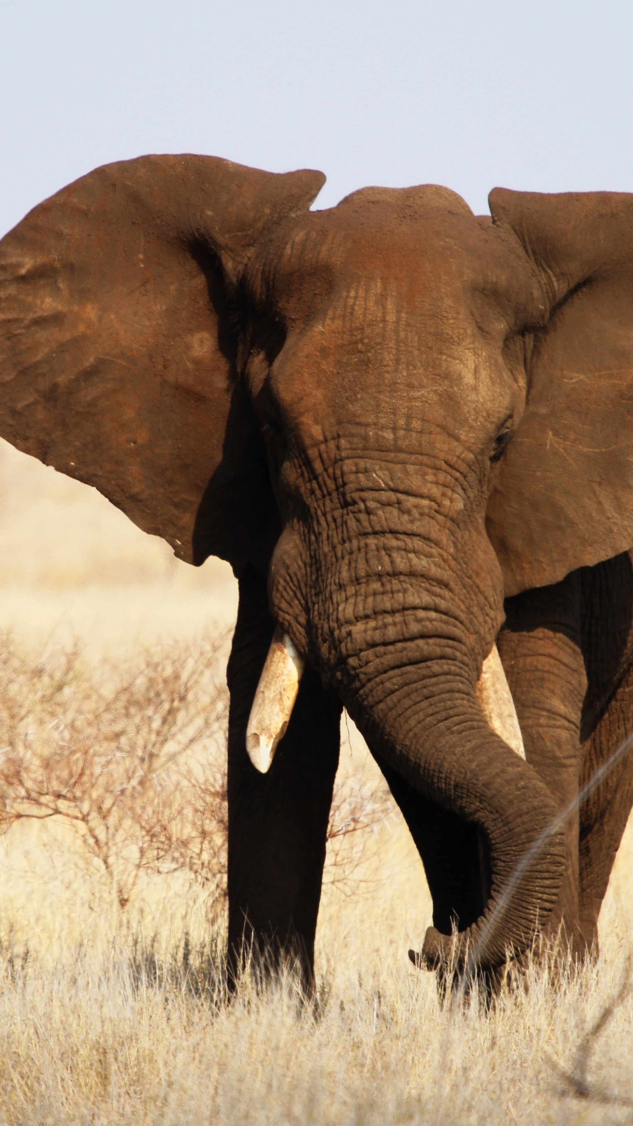 Kruger National Park, Elephant, Africa, Wildlife, 2160x3840 4K Handy