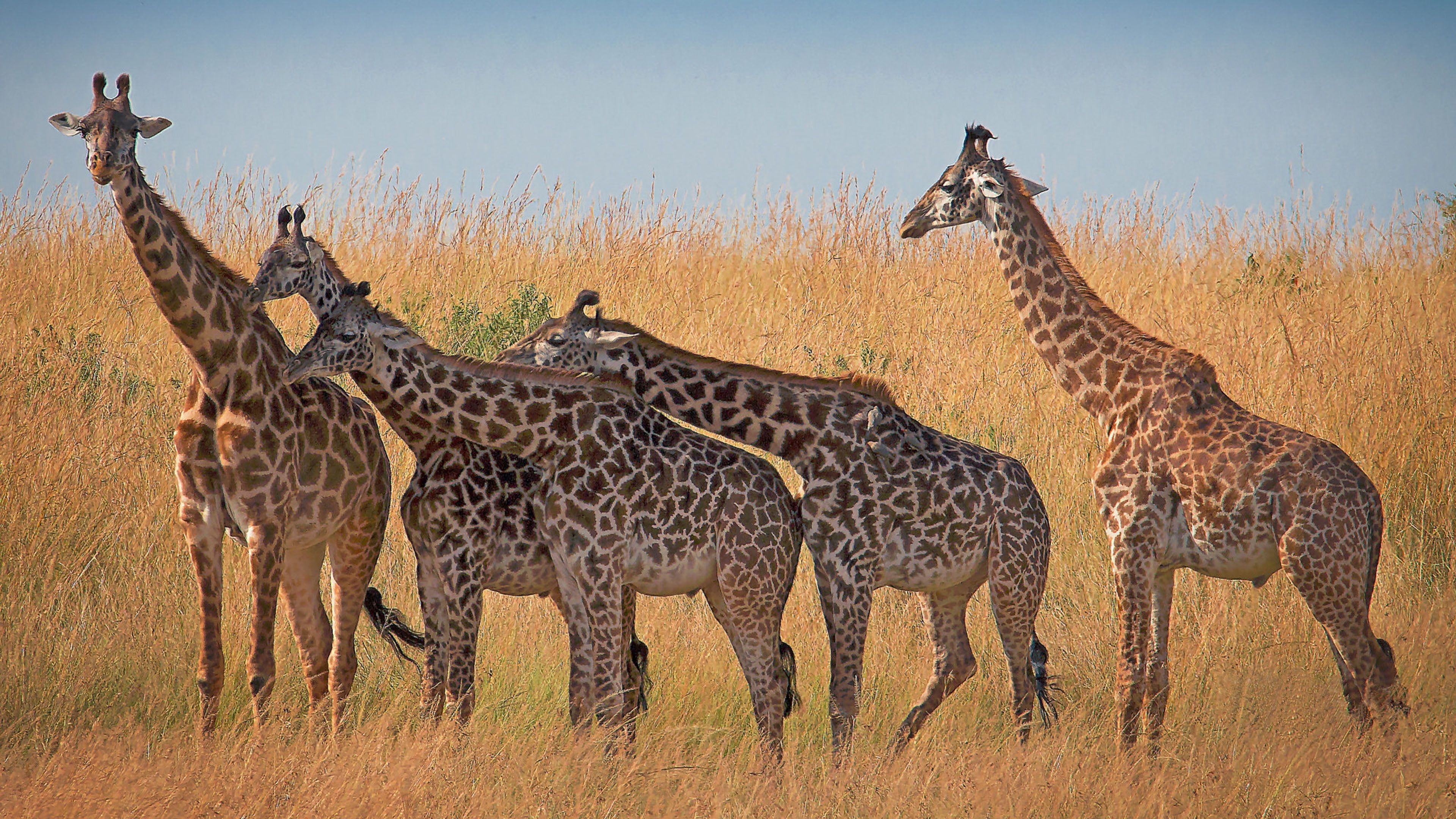 Giraffe: Animals, African, Mammals from savannahs in Kenya and Tanzania. 3840x2160 4K Background.