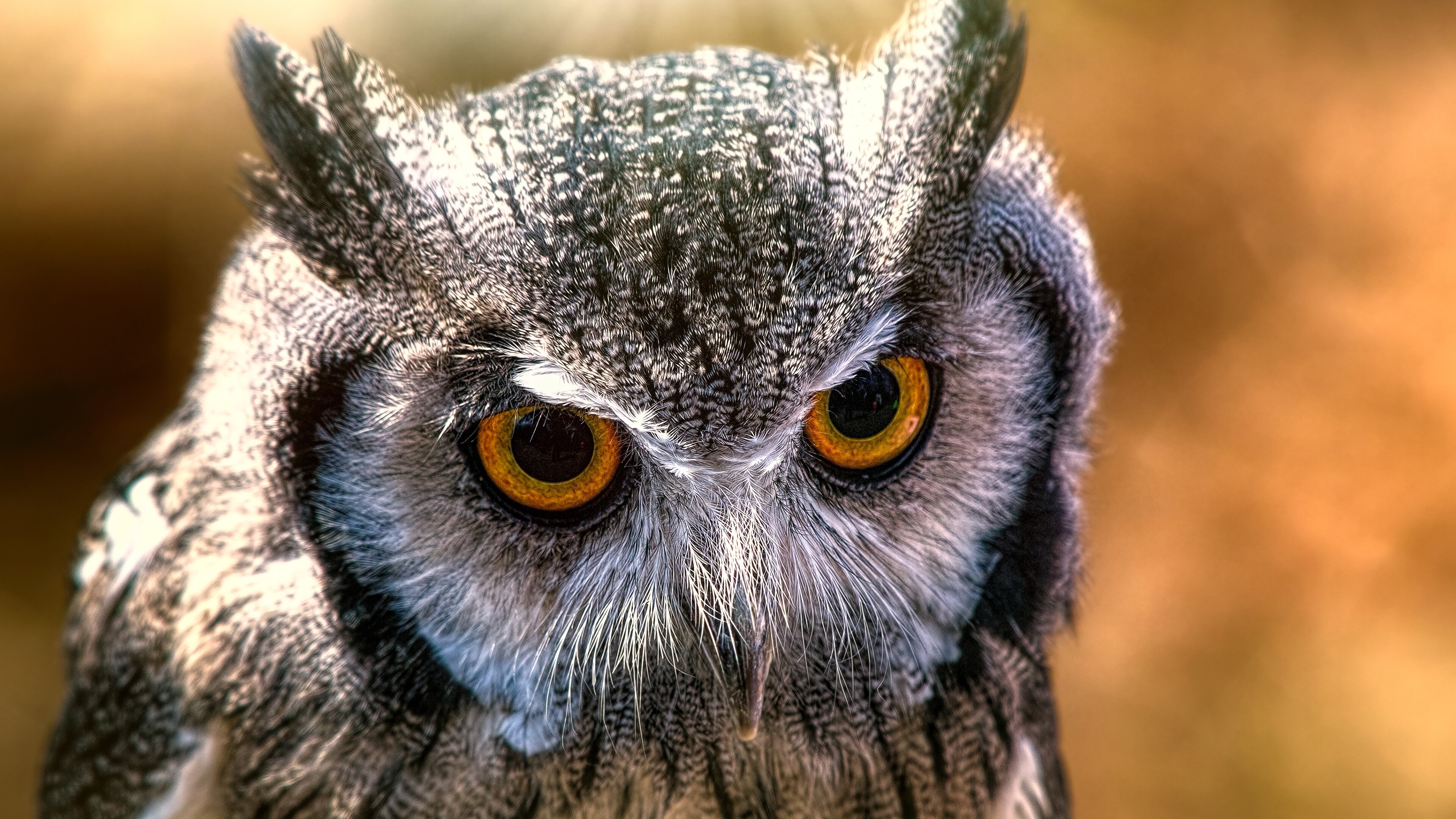 Owl: As owls are farsighted, they are unable to clearly see anything within a few centimeters of their eyes. 3840x2160 4K Background.