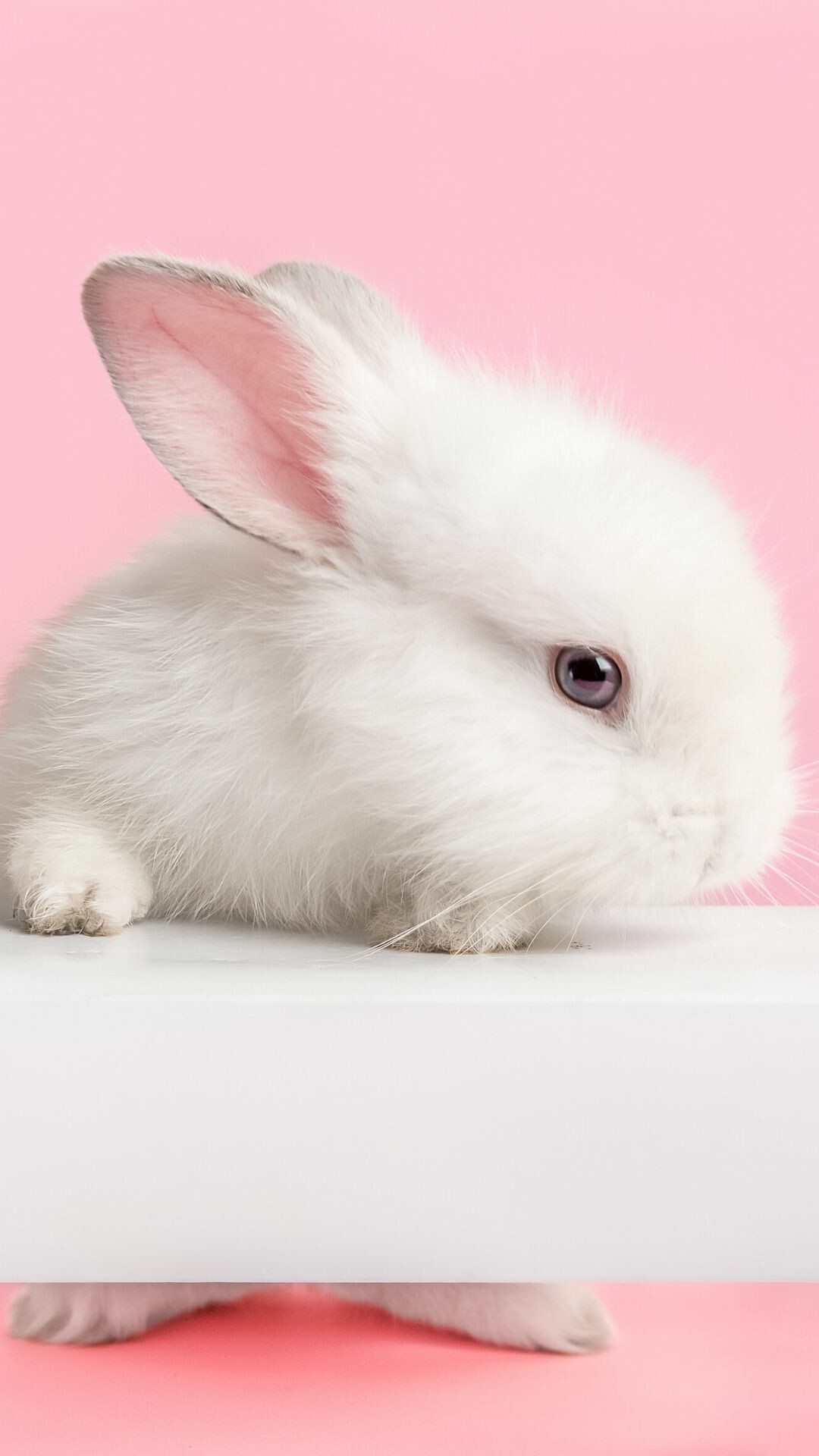 Rabbit: Inquisitive, sociable animals, Long ears. 1080x1920 Full HD Background.