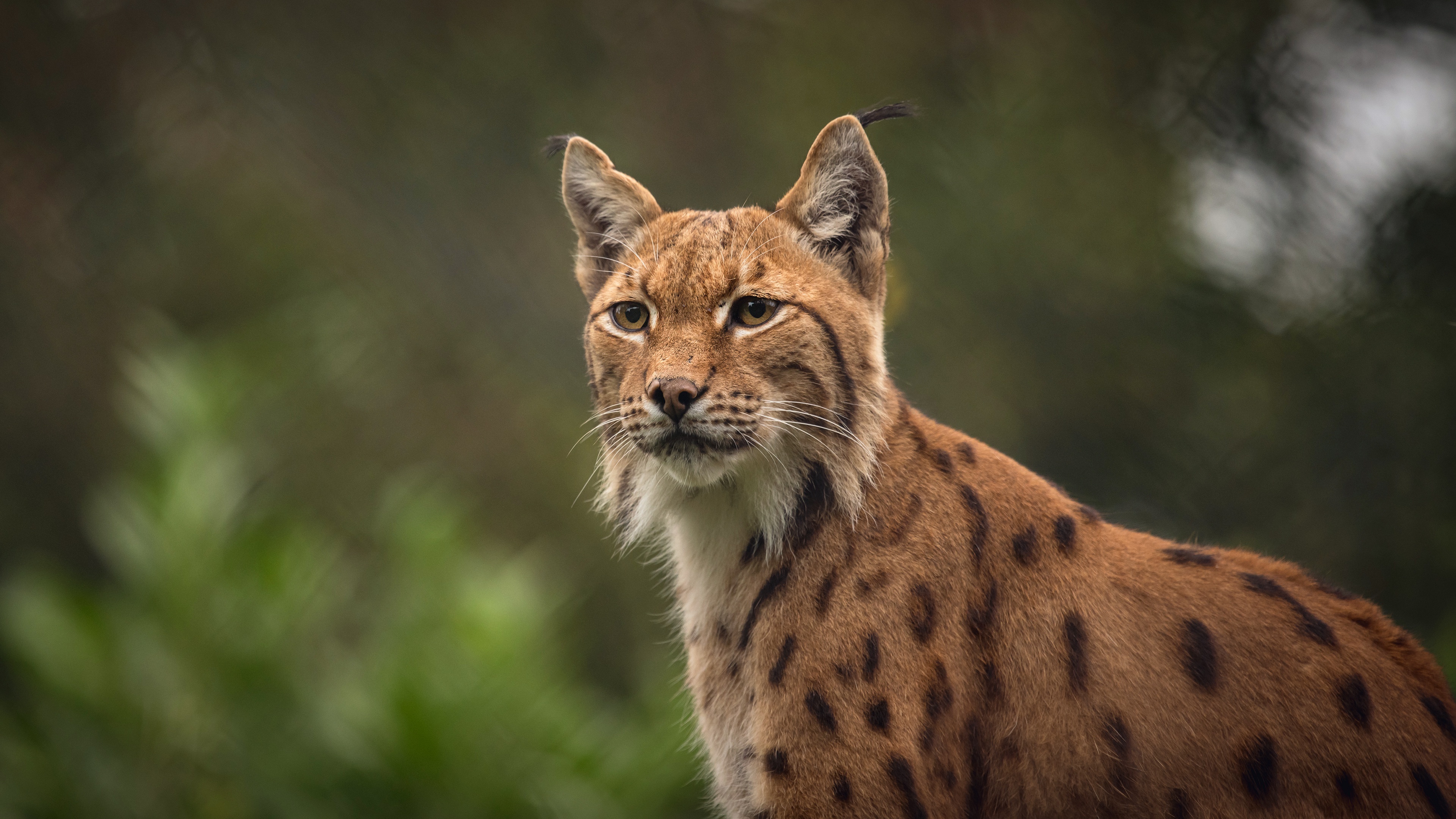 Lynxes, Graceful creatures, 4K HD animals, Ethereal presence, 3840x2160 4K Desktop