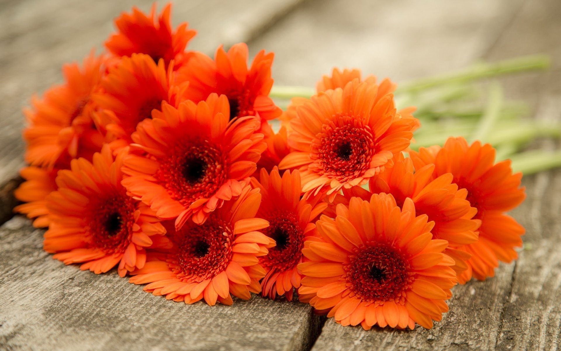 Gerbera Daisy: Commonly grown for their bright and cheerful daisy-like flowers. 1920x1200 HD Wallpaper.