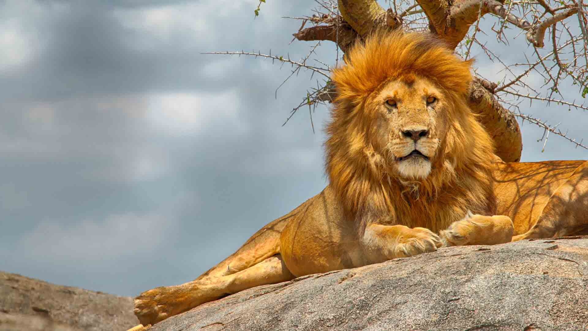 Serengeti National Park, Ruaha National Park, Holaa Safari Kenya, Tanzania wildlife, 1920x1080 Full HD Desktop