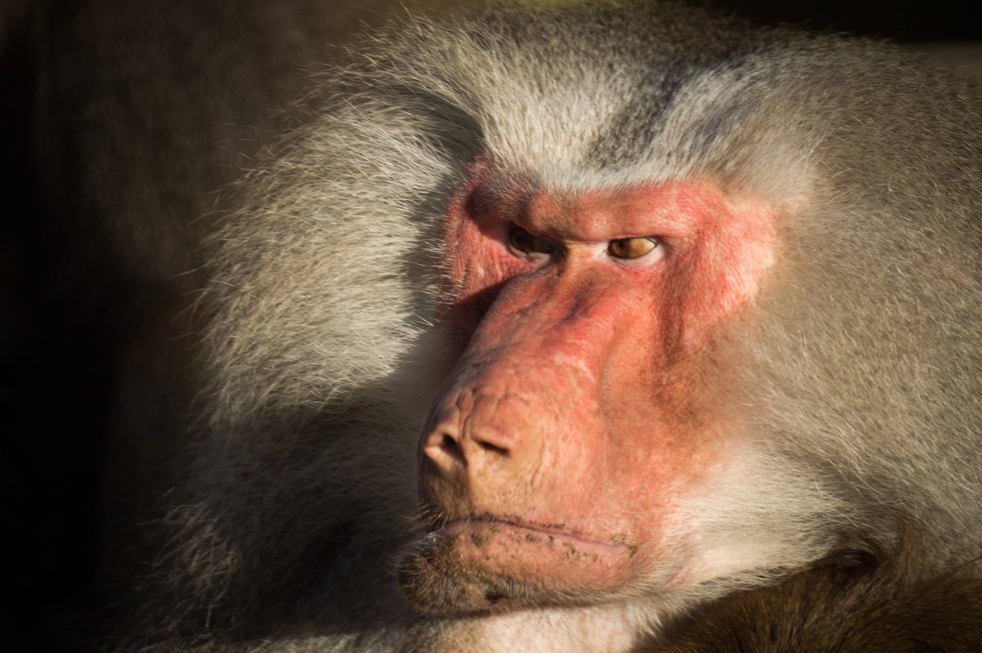 Wild baboon, Closeup shot, Free animal photos, Natural beauty, 1920x1280 HD Desktop