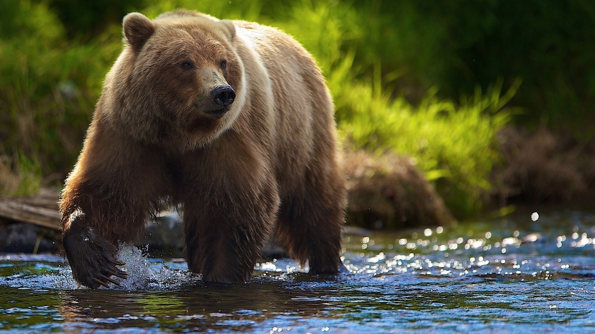 Bear: Ursus arctos, Species found across Eurasia and North America. 1920x1080 Full HD Background.