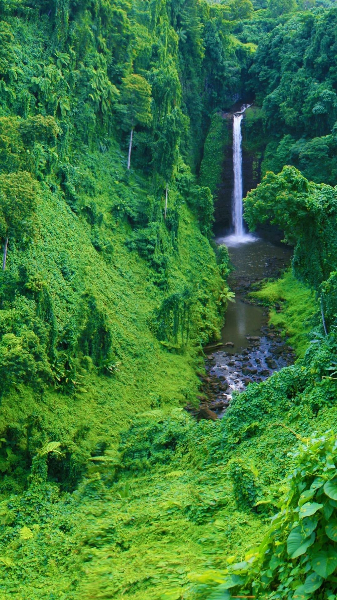 Rainforest: Waterfall, Has a warm and wet climate with no substantial dry season. 1080x1920 Full HD Wallpaper.