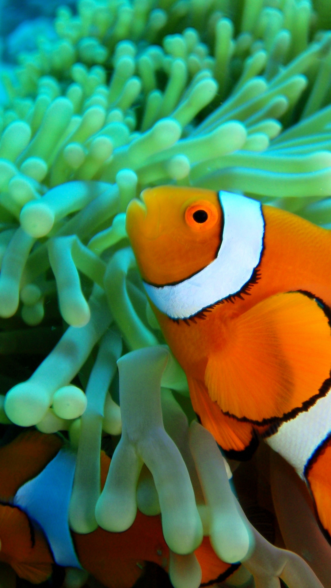 Clown Fish: Inhabit coral reefs, Live among the venomous tentacles of large sea anemones. 1080x1920 Full HD Wallpaper.