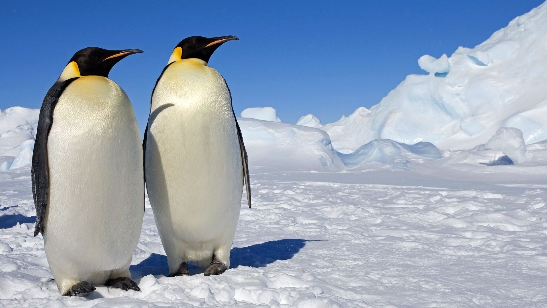 HD penguin wallpaper, High-quality image, Desktop enhancement, Stunning visuals, 1920x1080 Full HD Desktop
