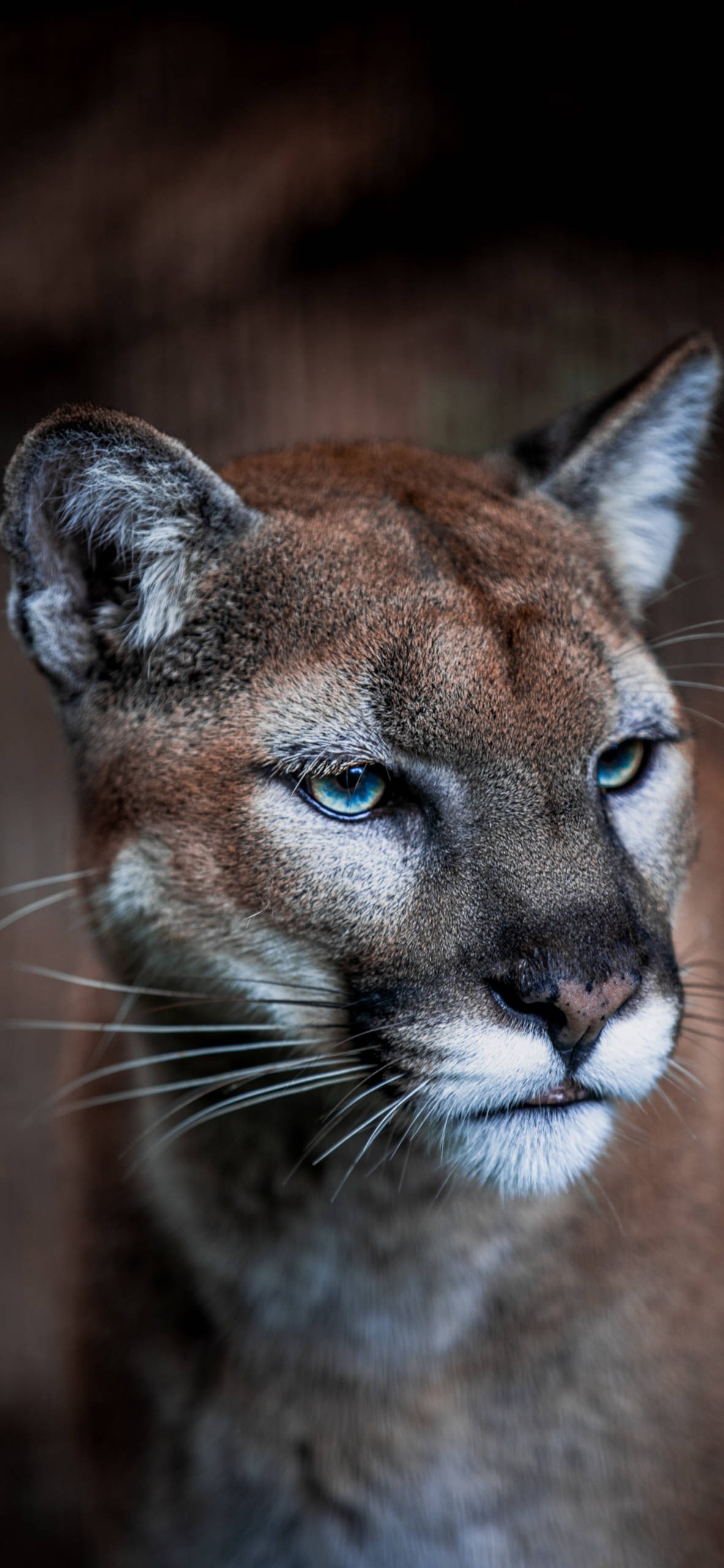 Cougar, Captivating wallpapers, Popular choice, Stunning backgrounds, 1190x2560 HD Handy