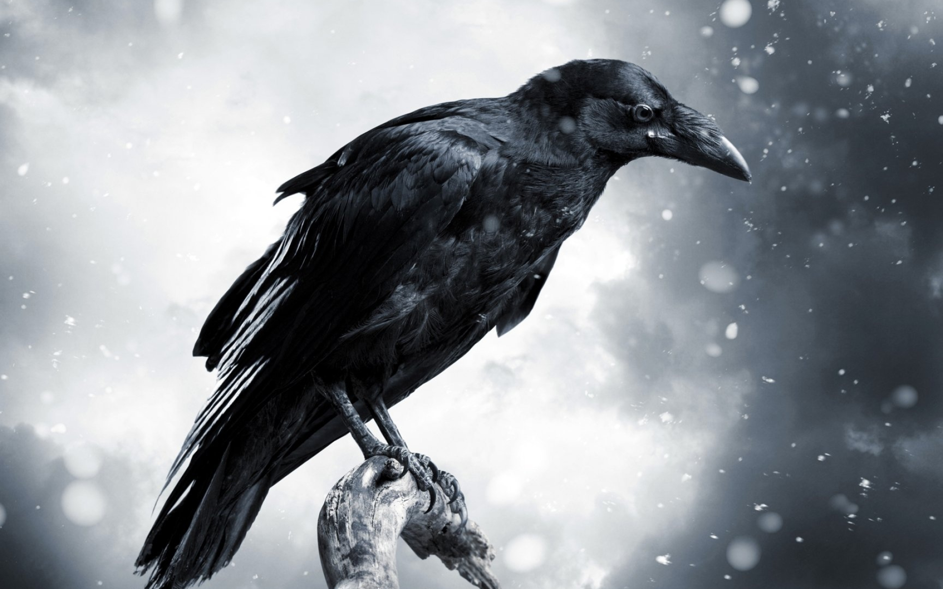 Raven with stormy sky, Wallpaper, Bird, Nature, 1920x1200 HD Desktop